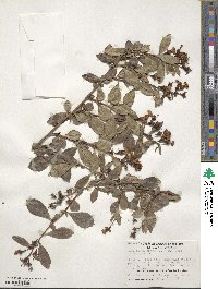 Escallonia rubra image