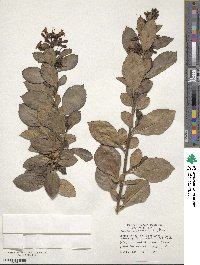 Escallonia rubra image