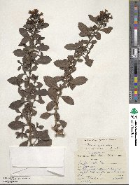 Escallonia rubra image