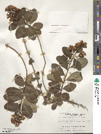 Escallonia rubra image