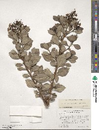 Escallonia rubra image