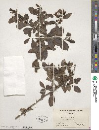 Escallonia rubra image