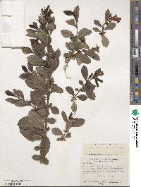 Escallonia rubra var. macrantha image