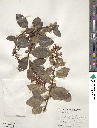 Escallonia rubra var. macrantha image