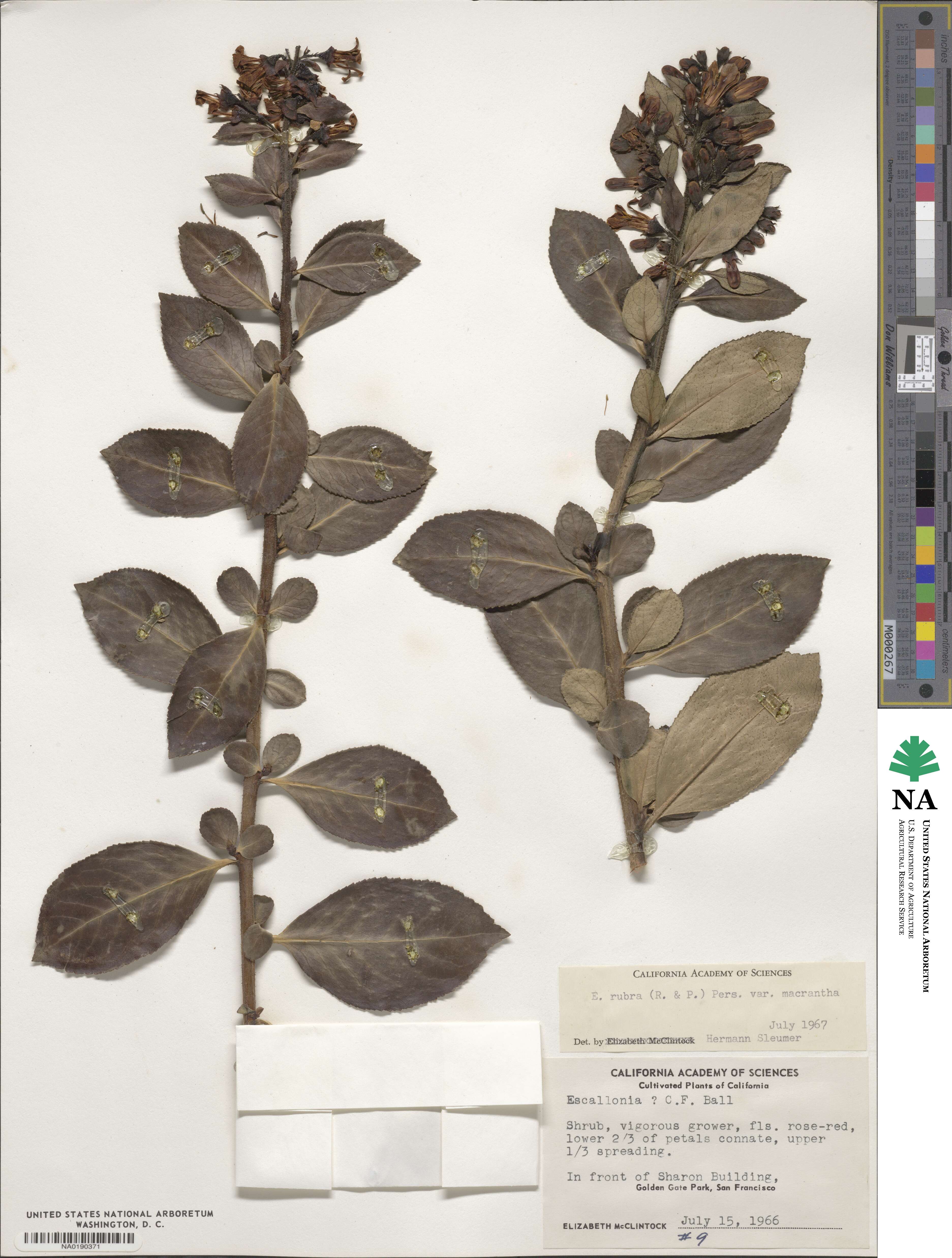 Escallonia rubra var. macrantha image