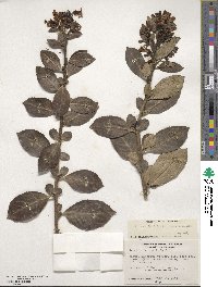 Escallonia rubra image