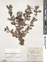 Escallonia rubra var. macrantha image