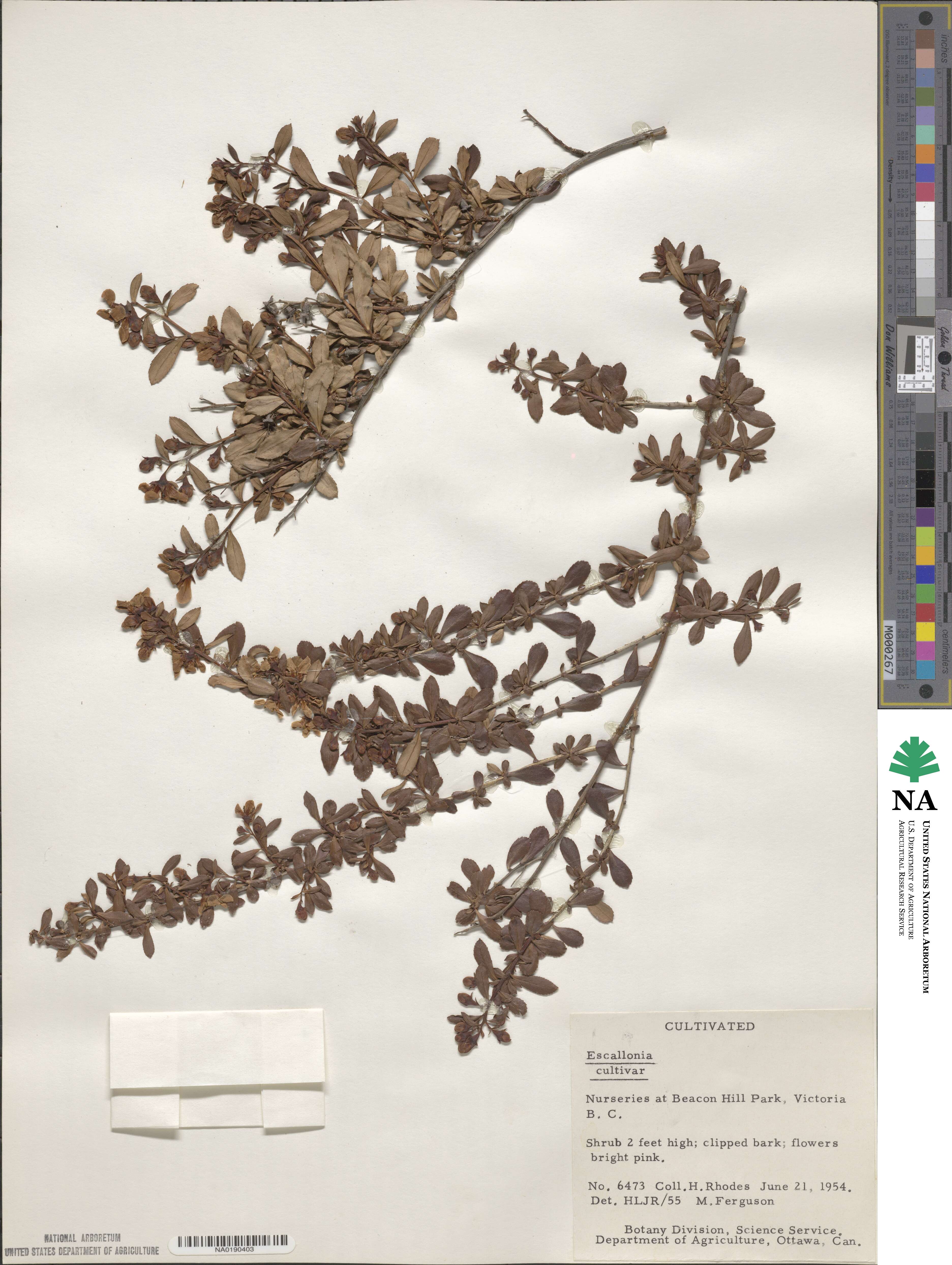 Montiniaceae image