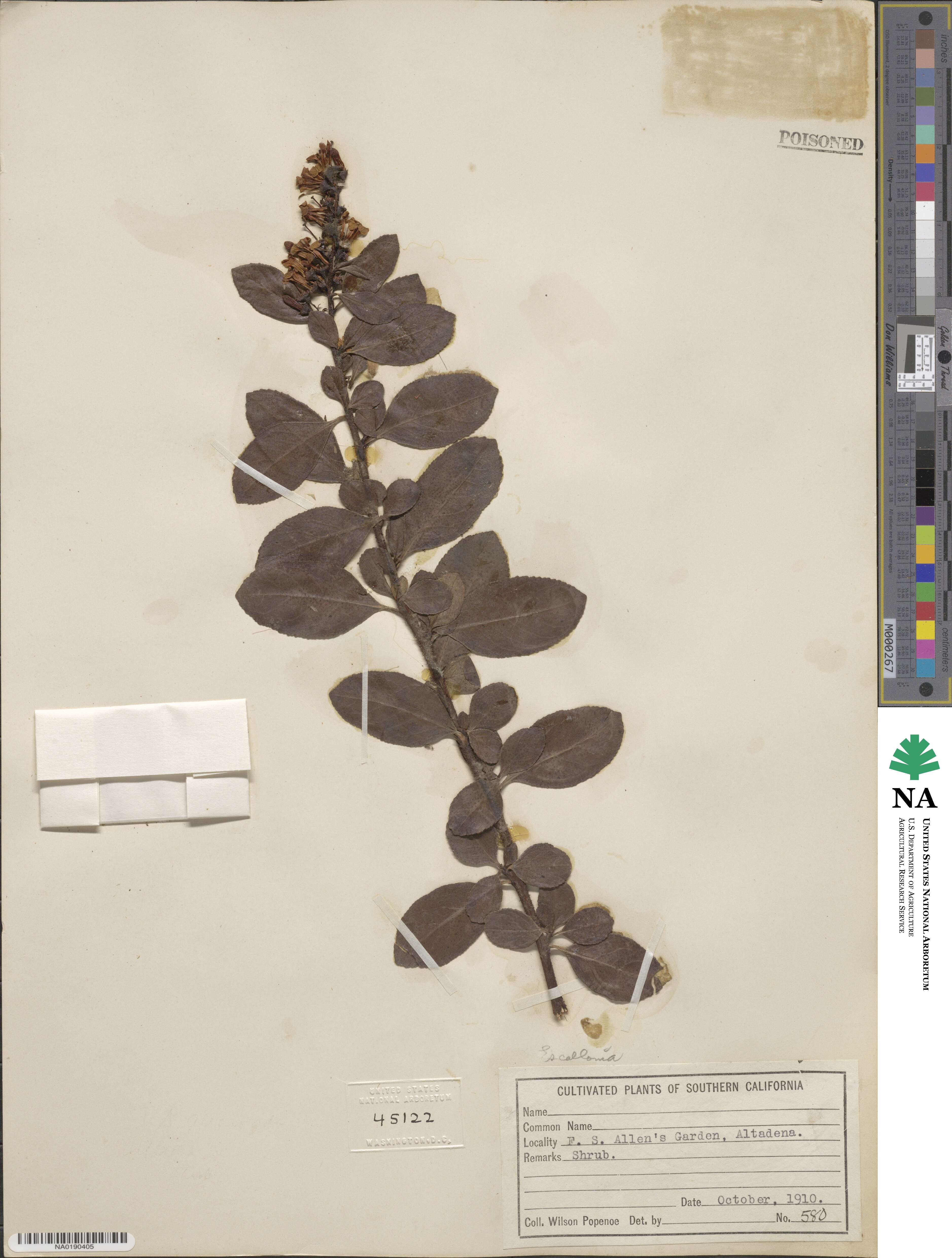 Montiniaceae image