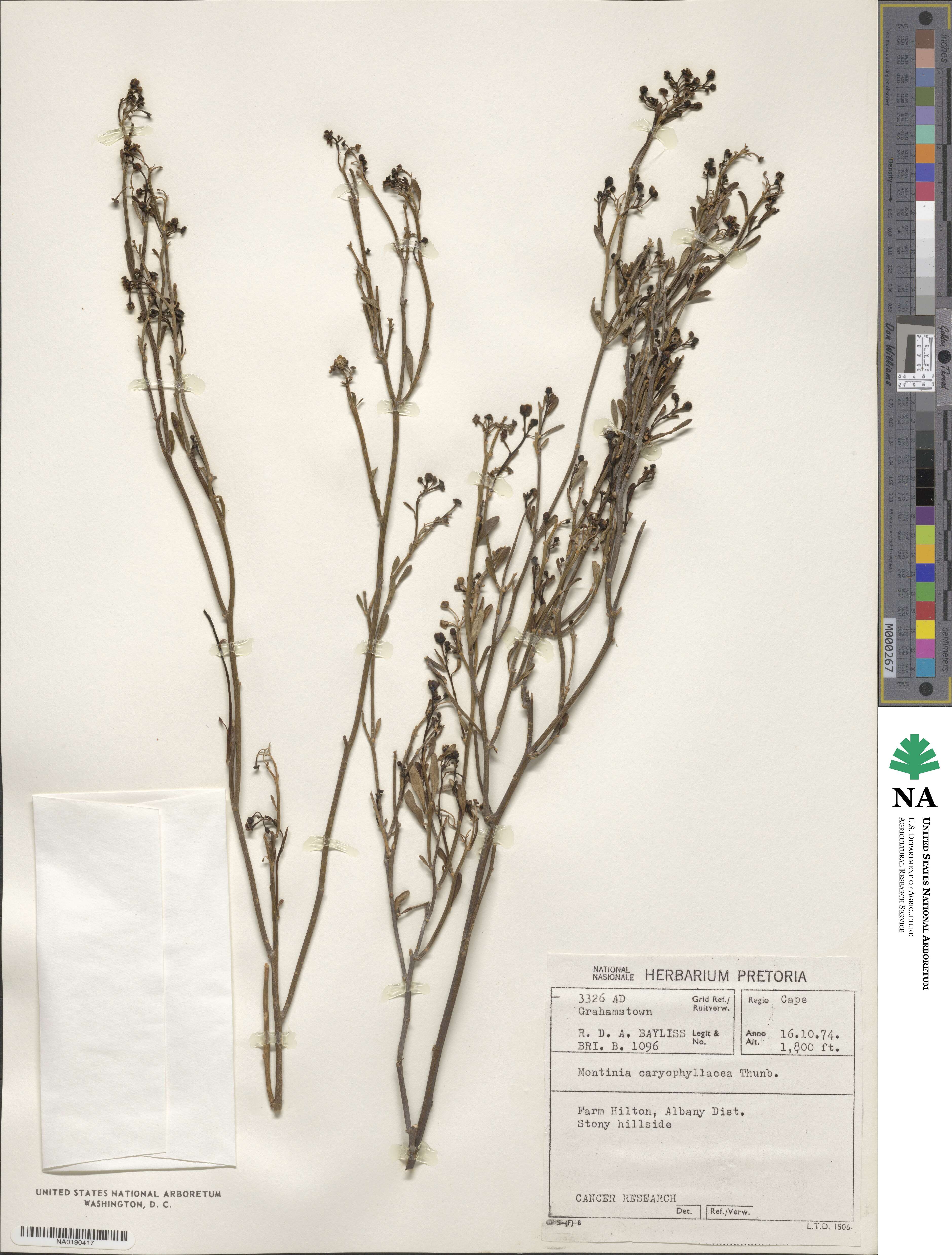 Montinia image