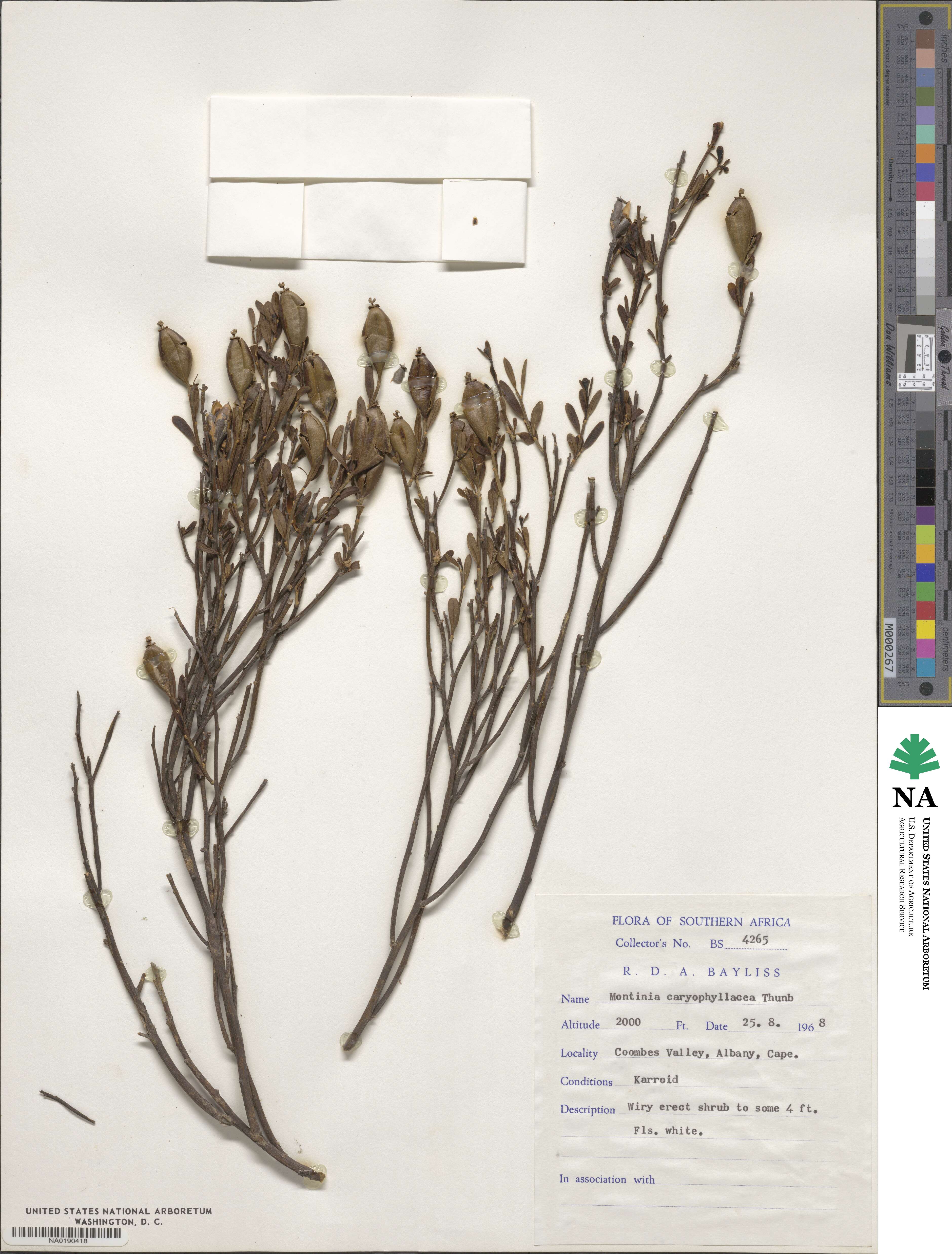 Montinia caryophyllacea image