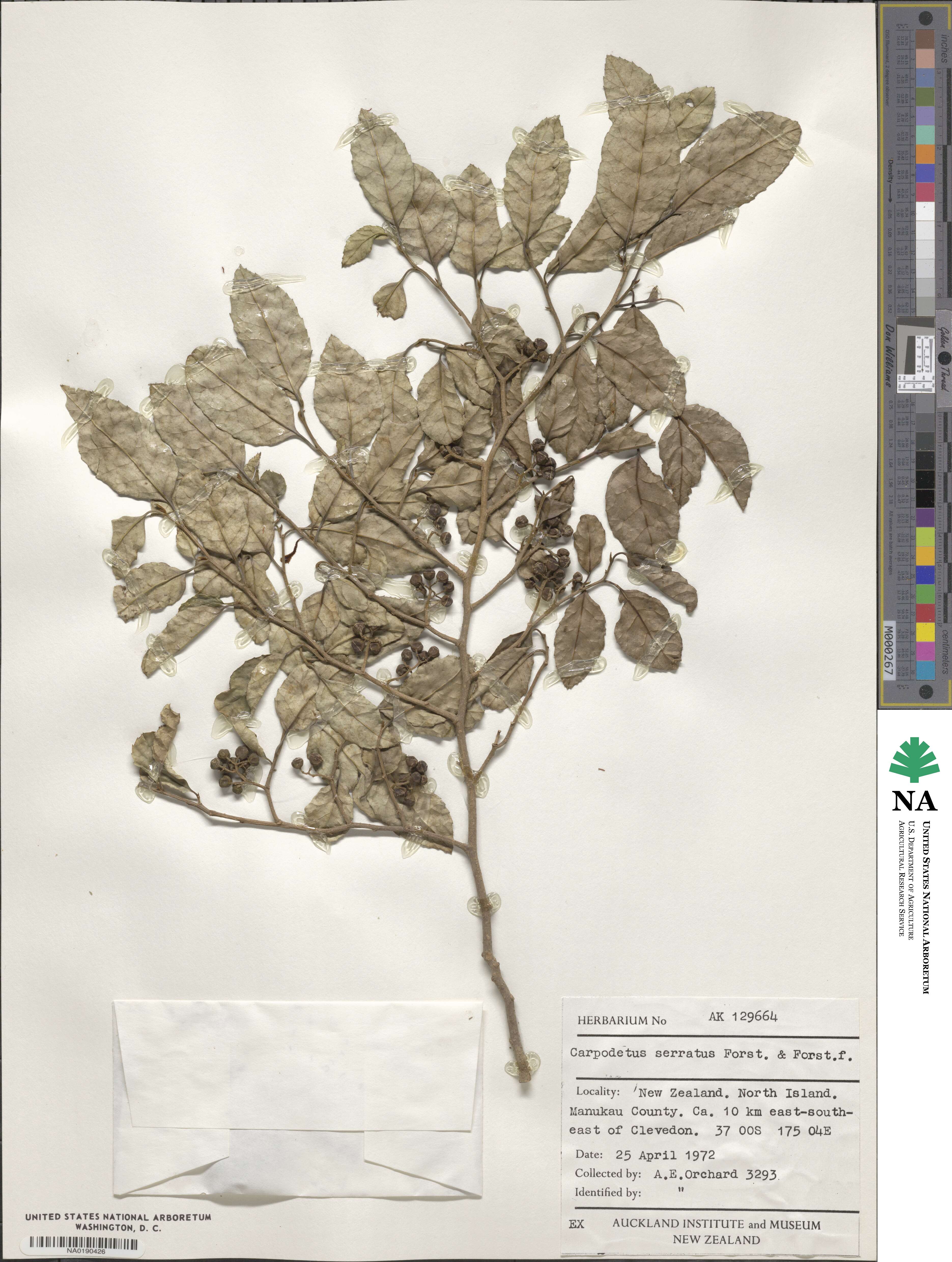 Carpodetoideae image