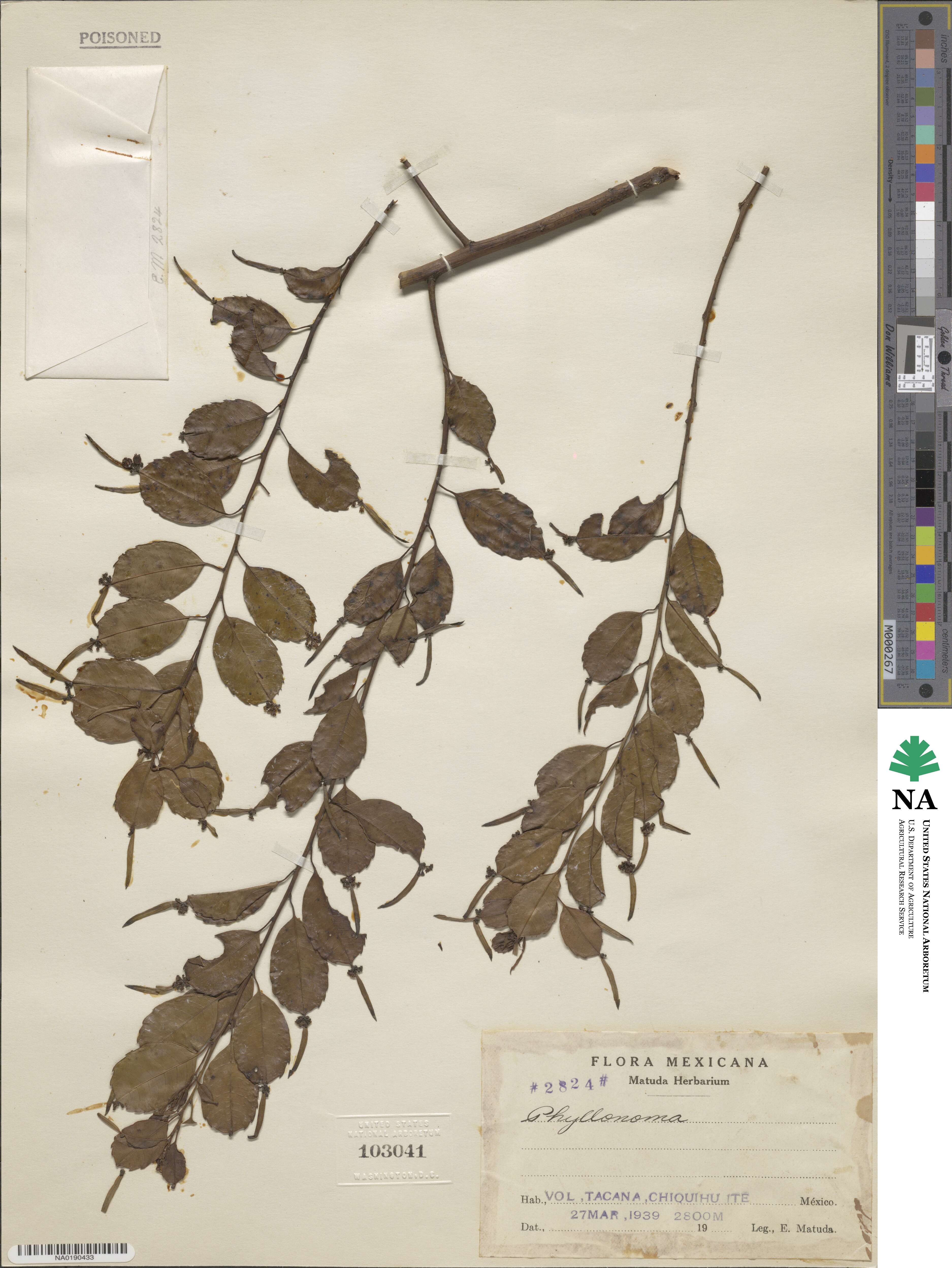 Phyllonoma image
