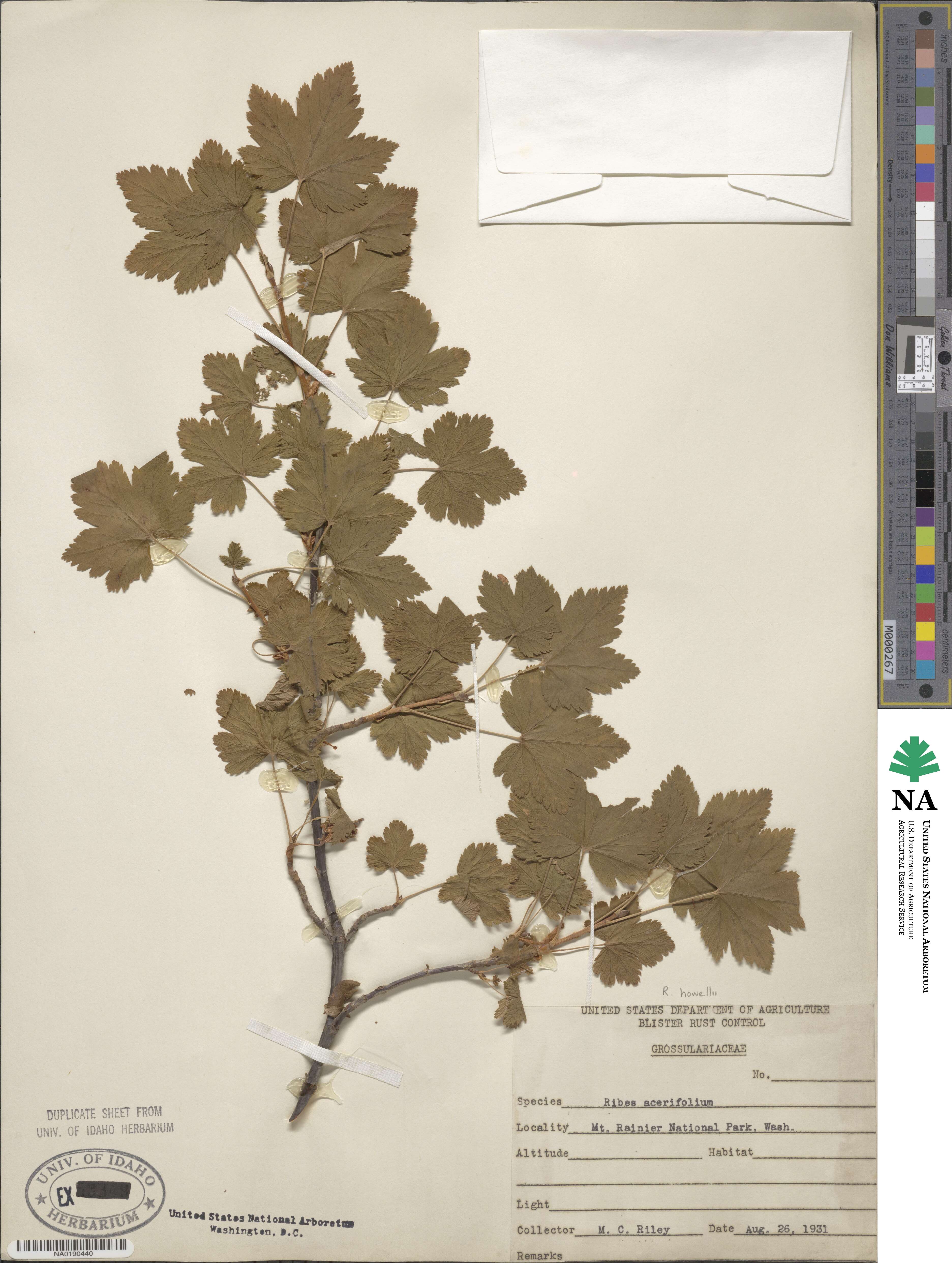 Ribes acerifolium image