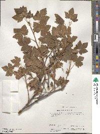 Ribes acerifolium image