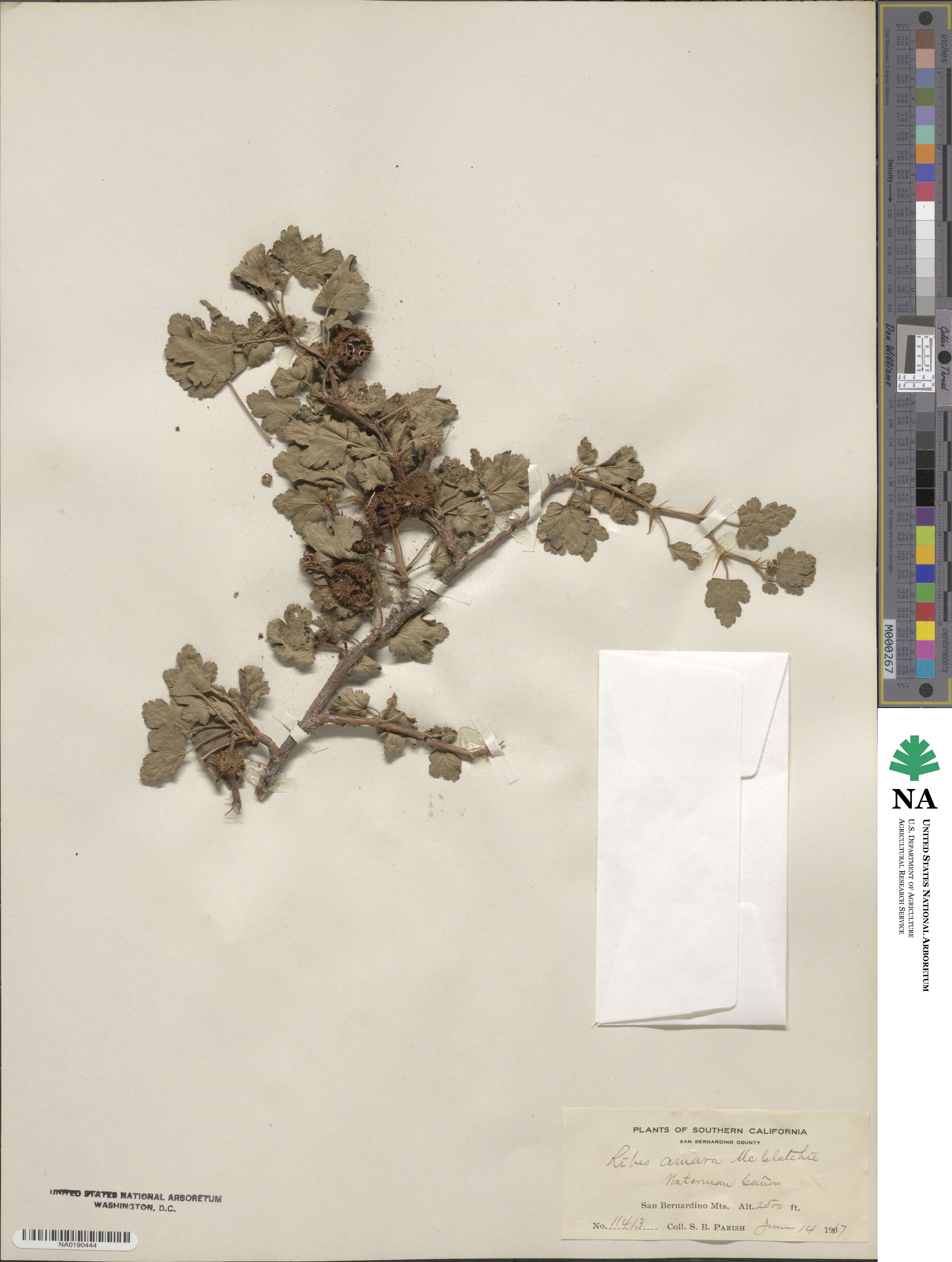 Ribes amarum image