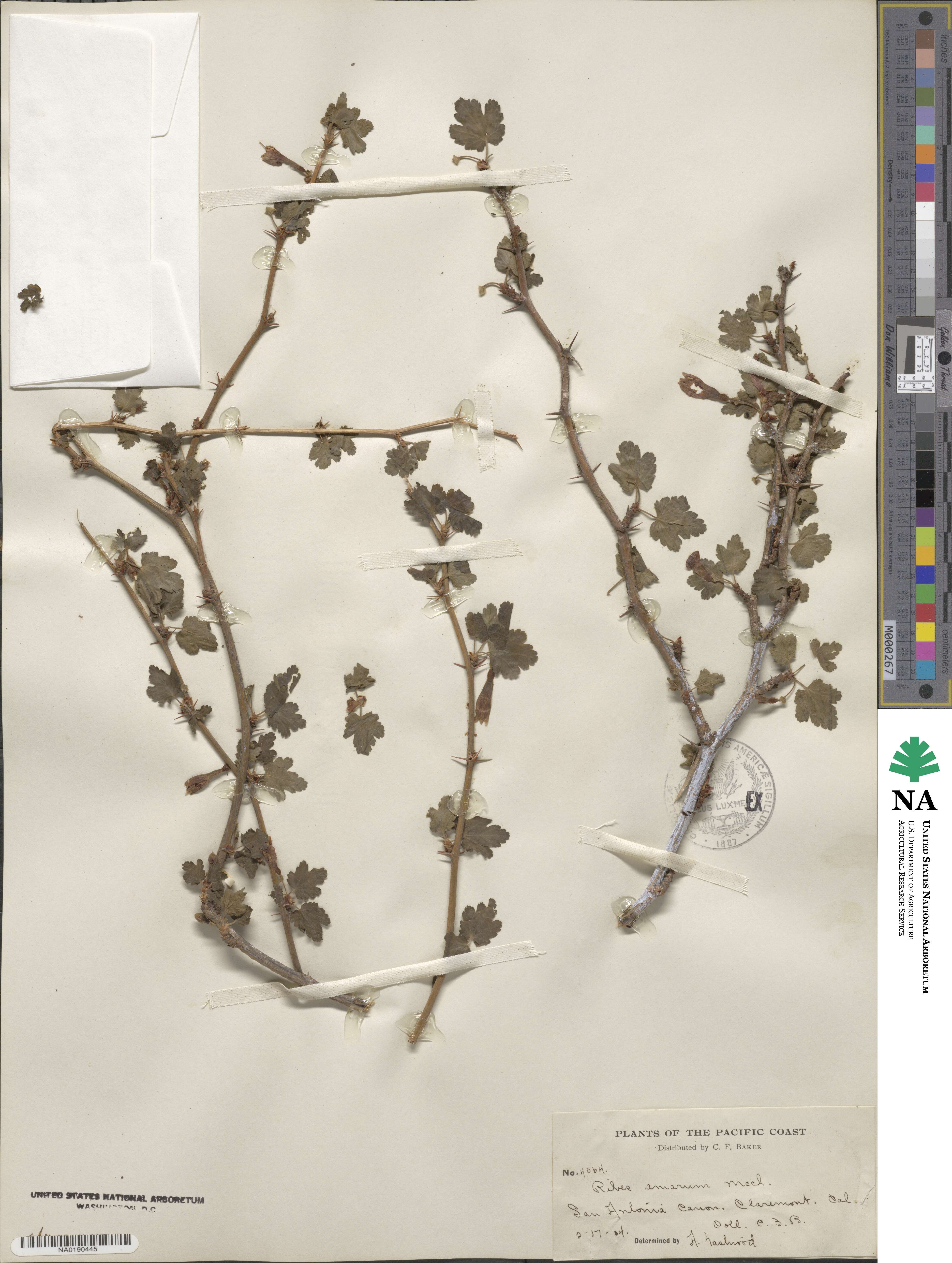 Ribes amarum image