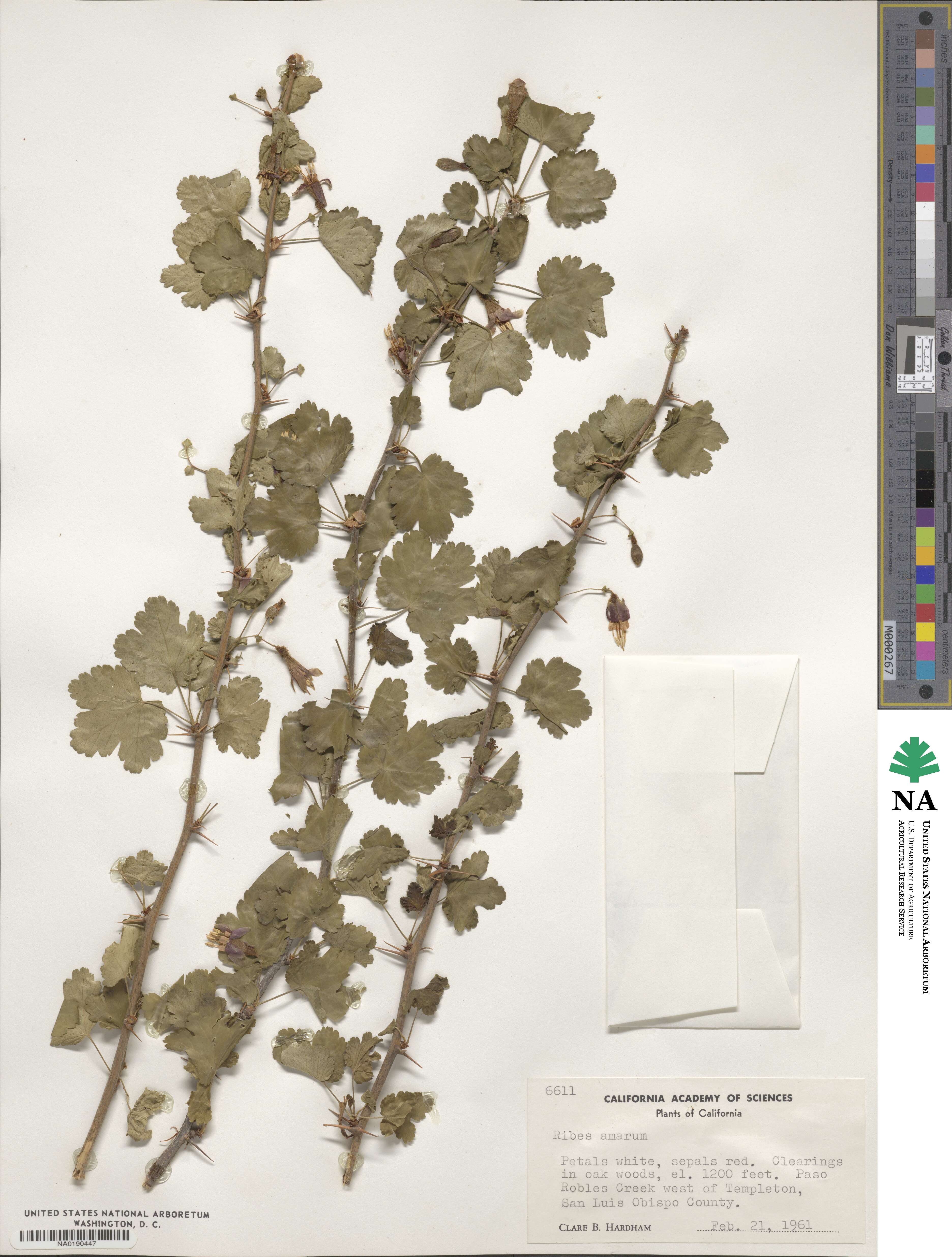 Ribes amarum image