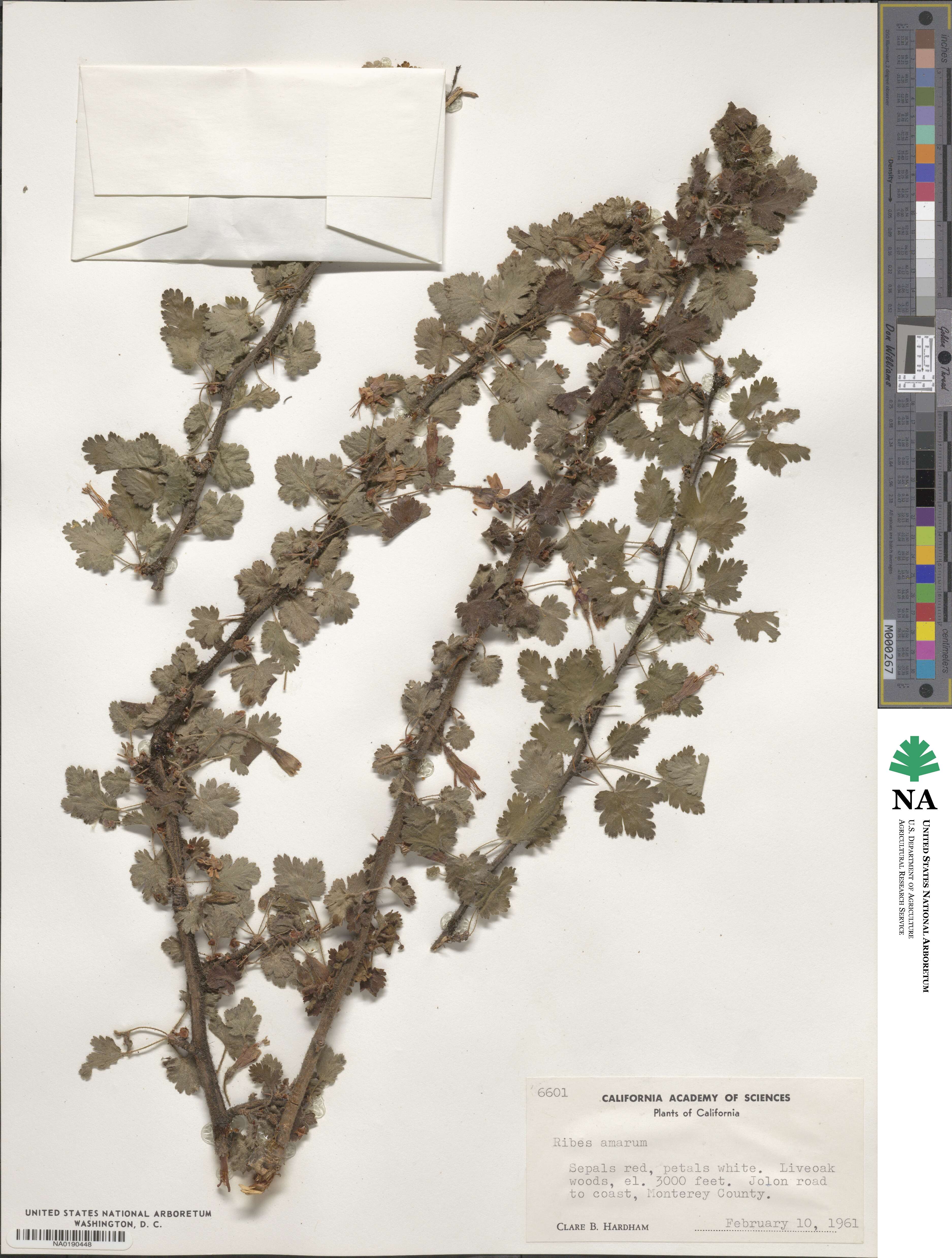 Ribes amarum image