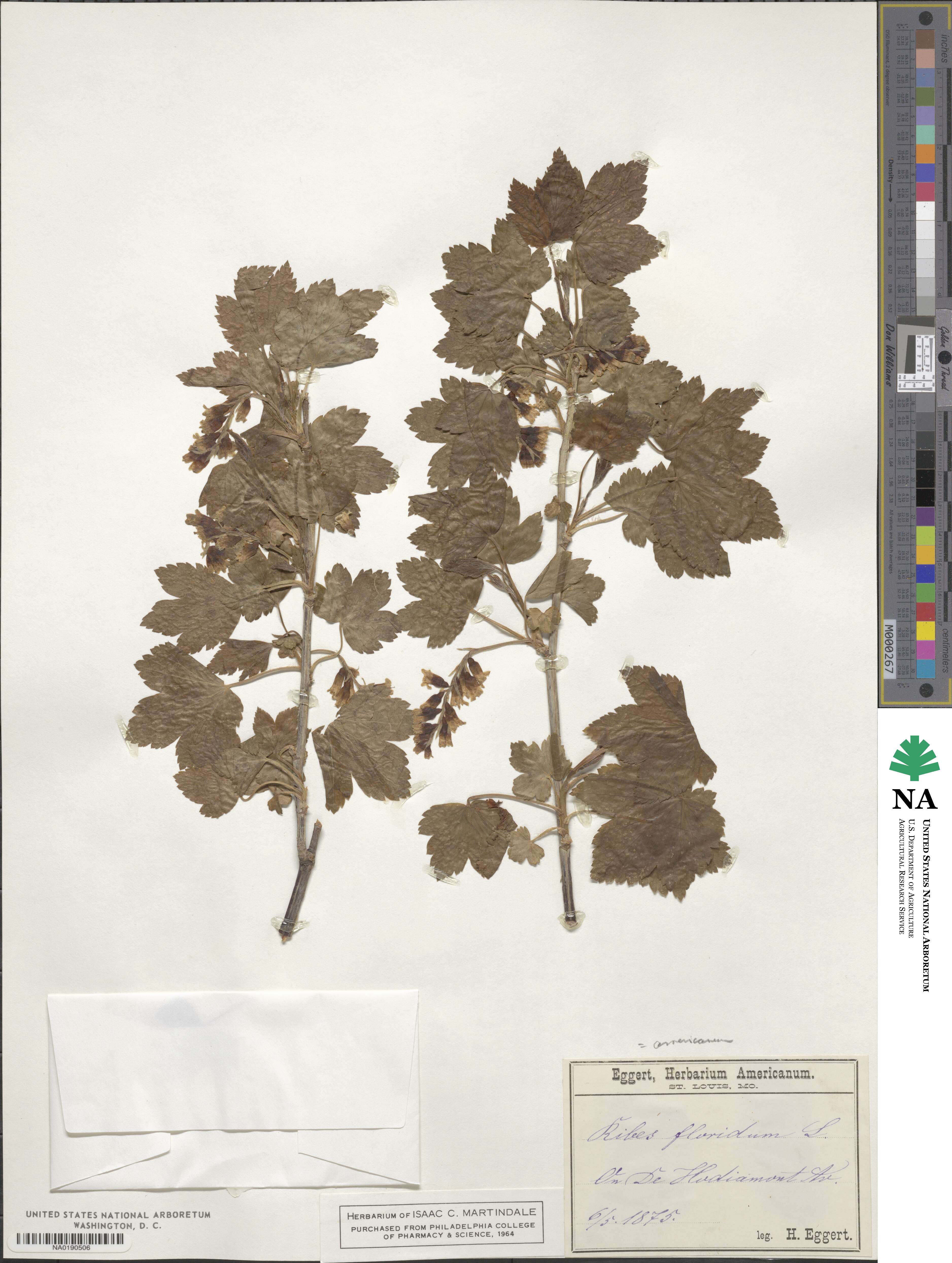 Ribes americanum image