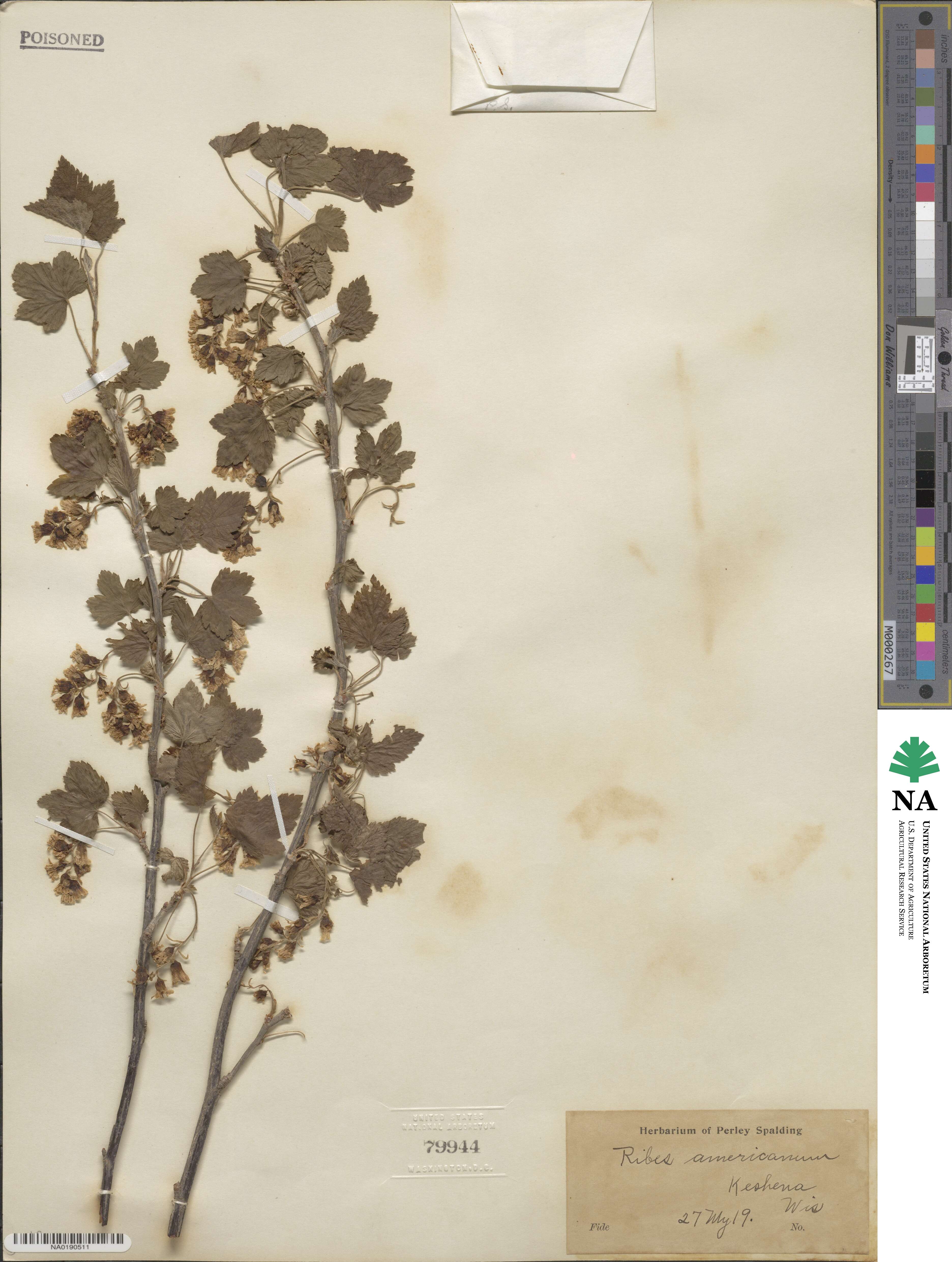 Ribes americanum image