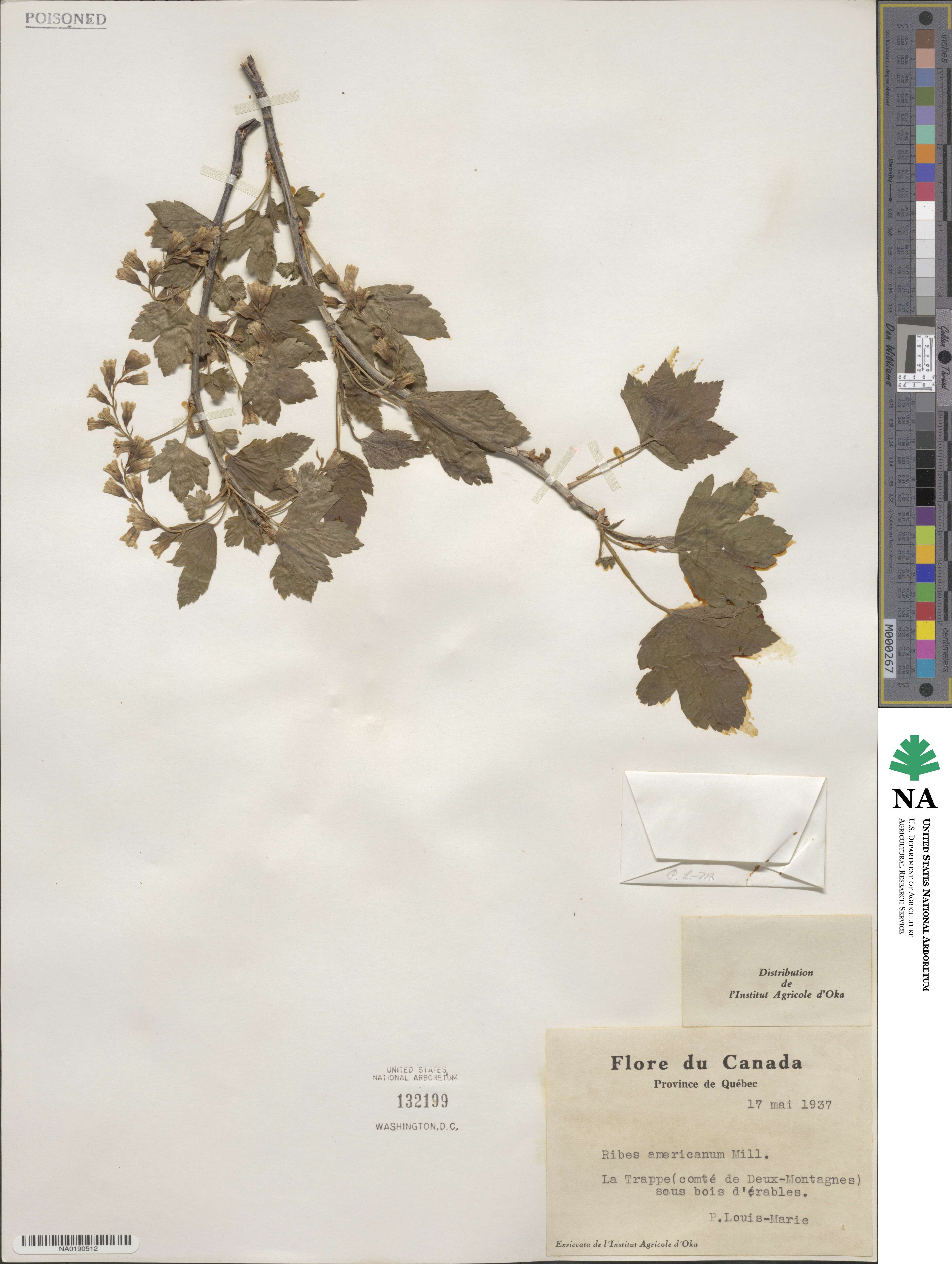 Ribes americanum image
