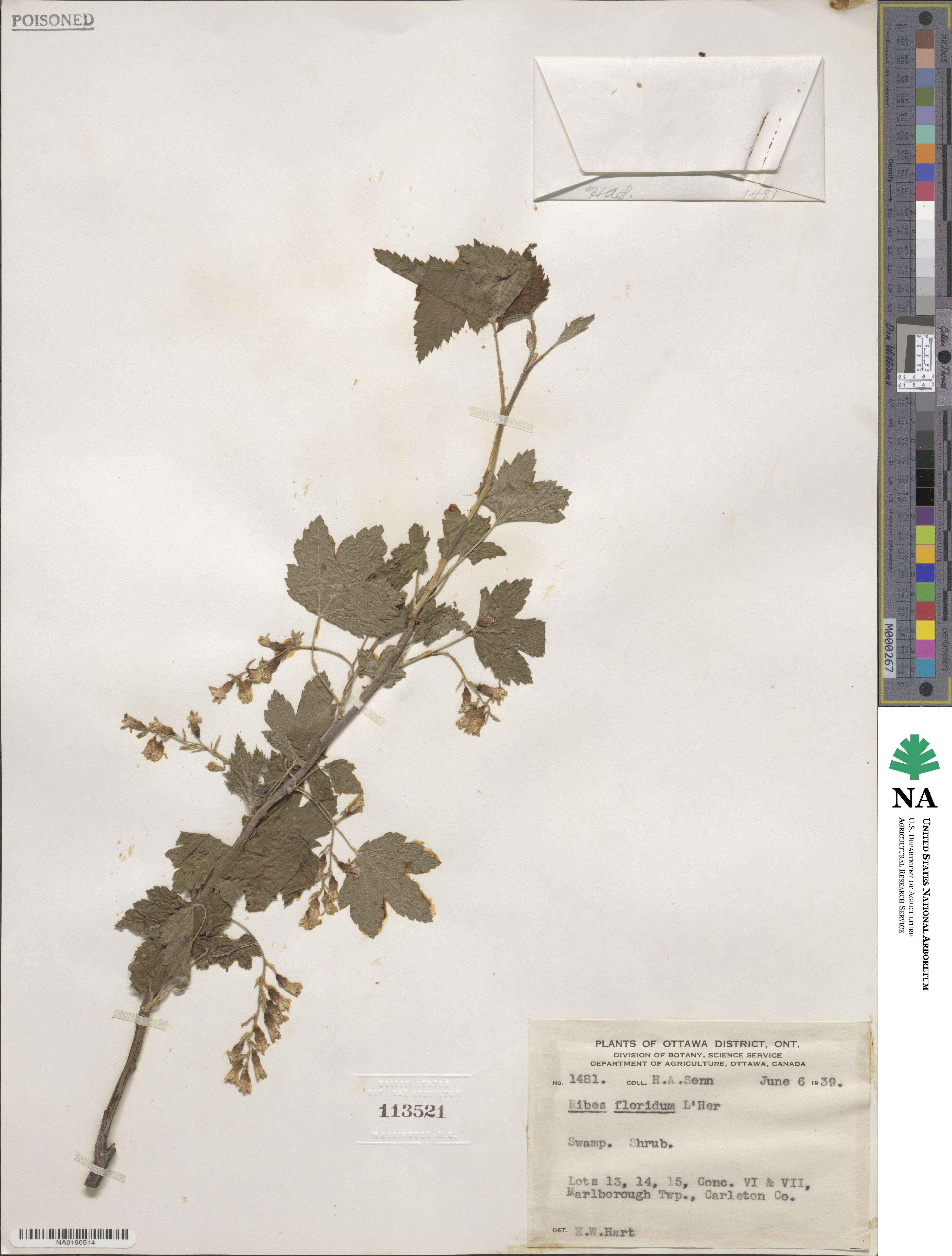 Ribes americanum image