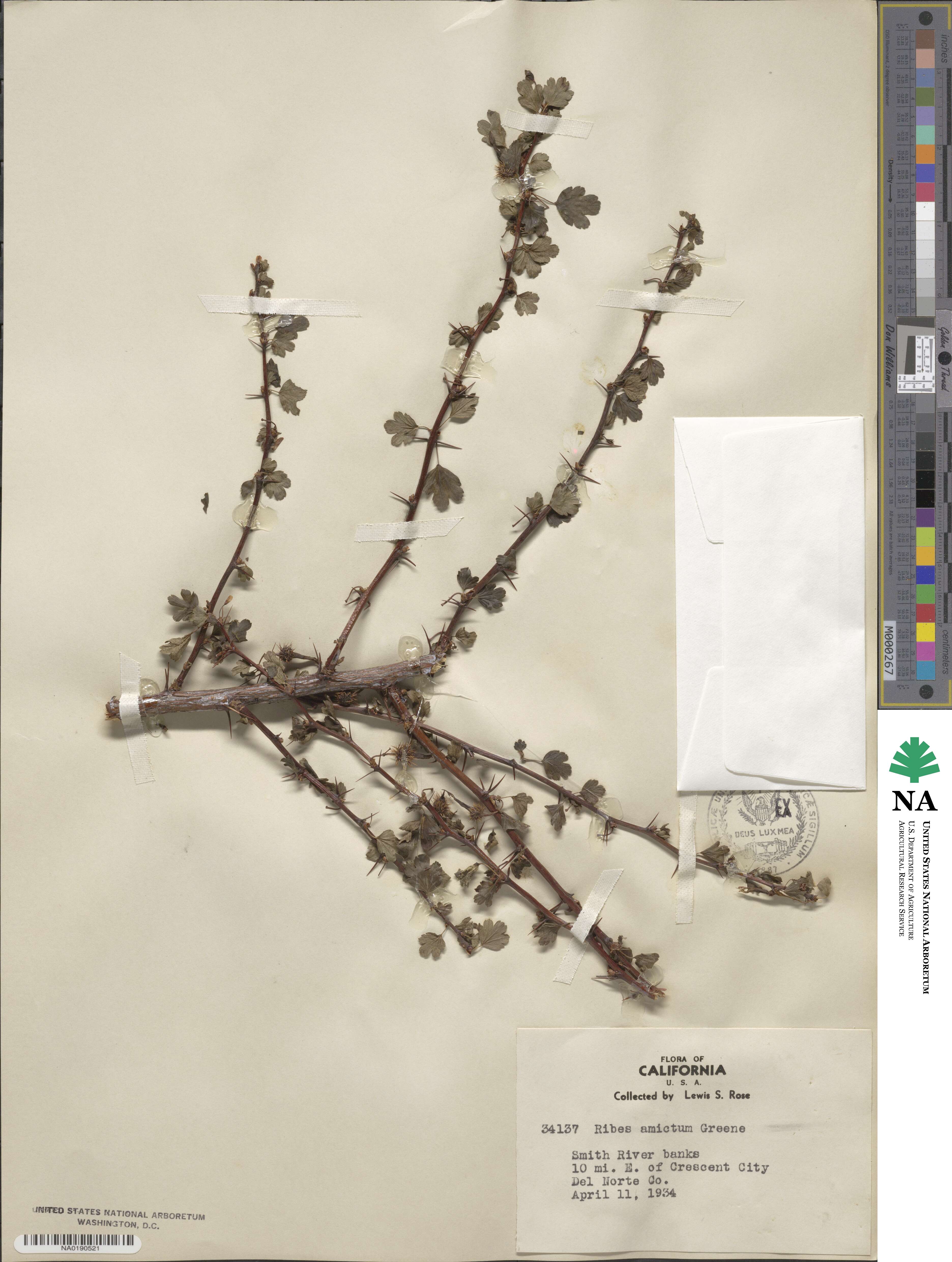 Ribes roezlii var. amictum image