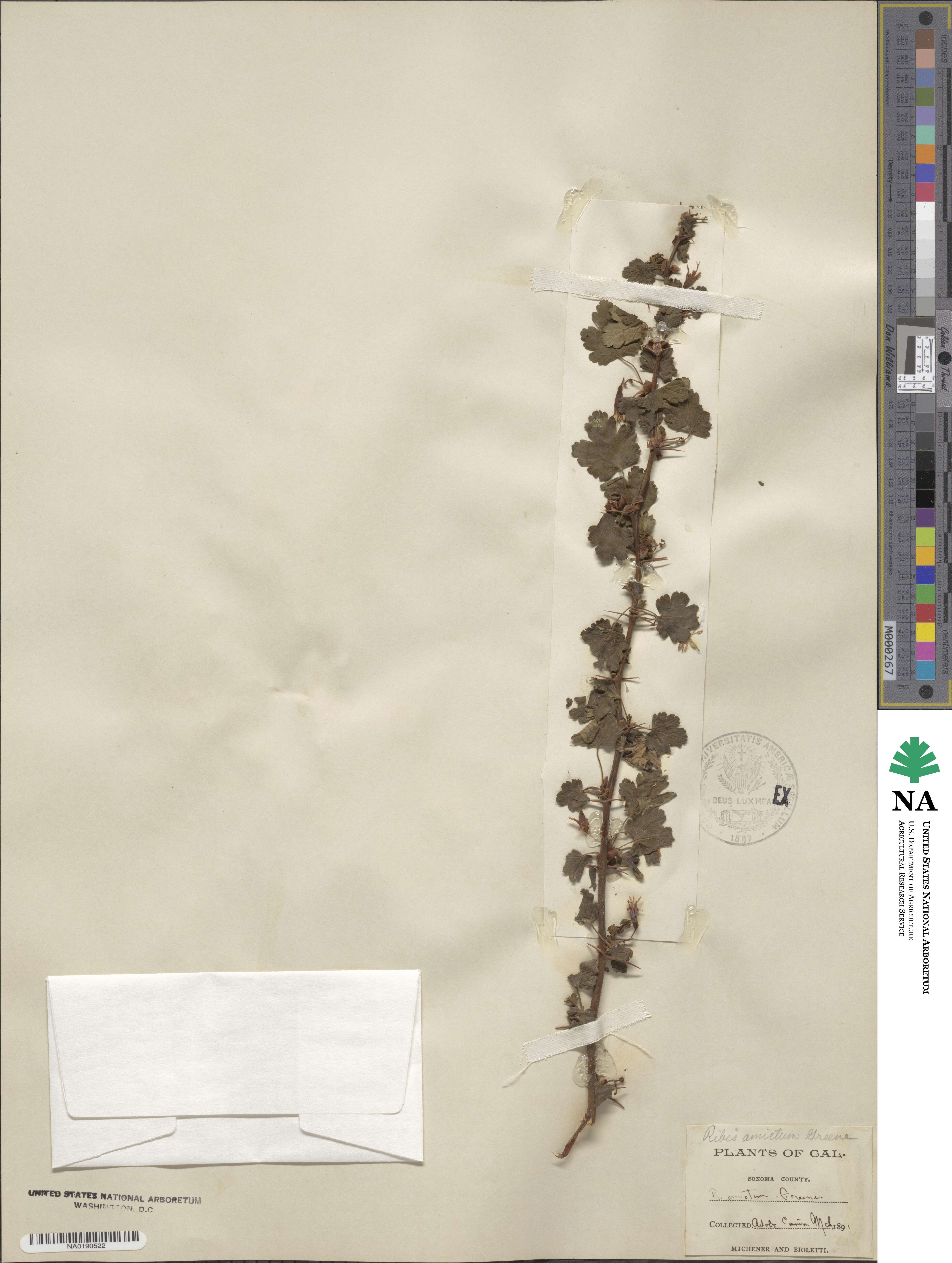 Ribes roezlii var. amictum image
