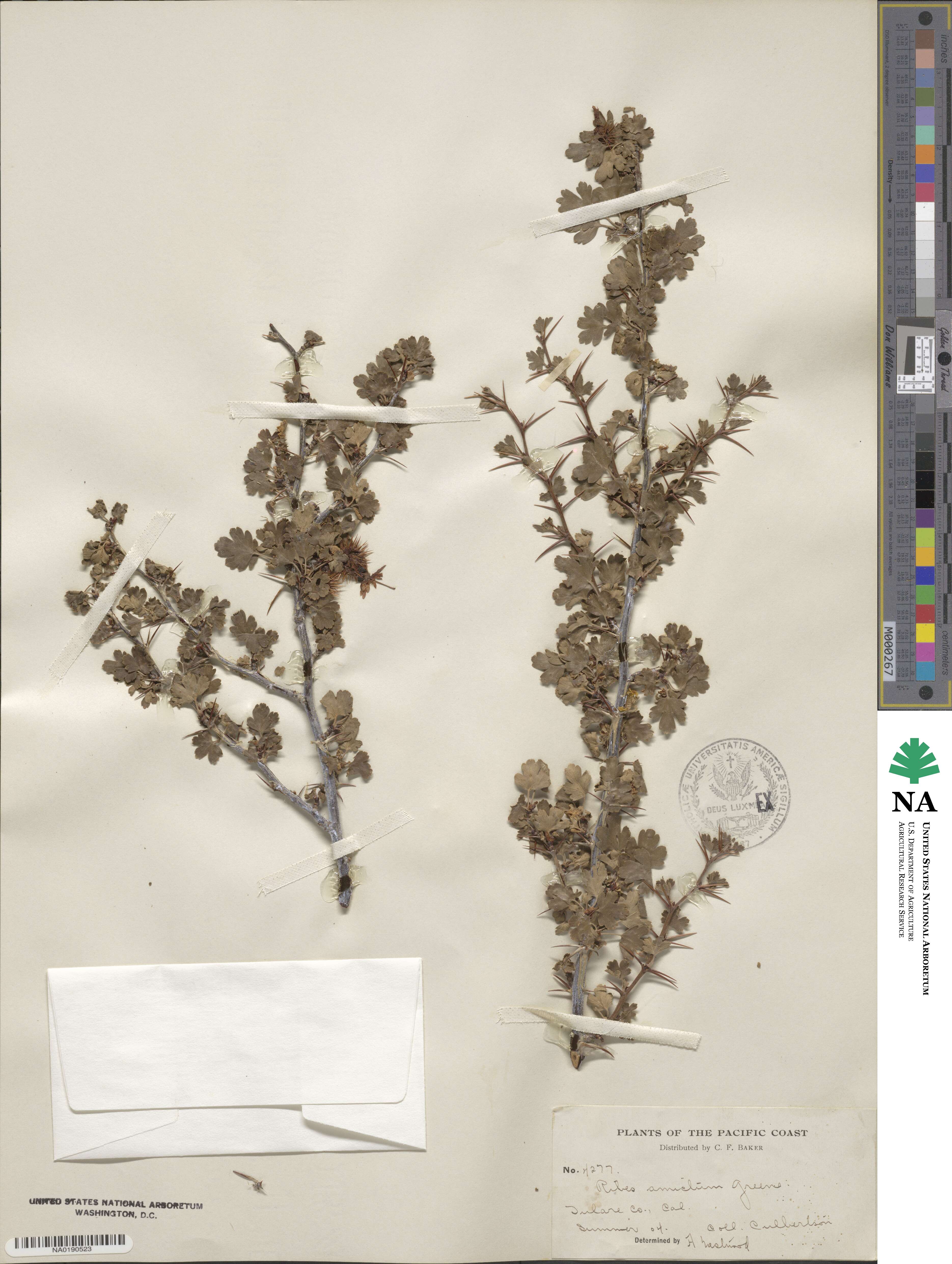 Ribes roezlii var. amictum image
