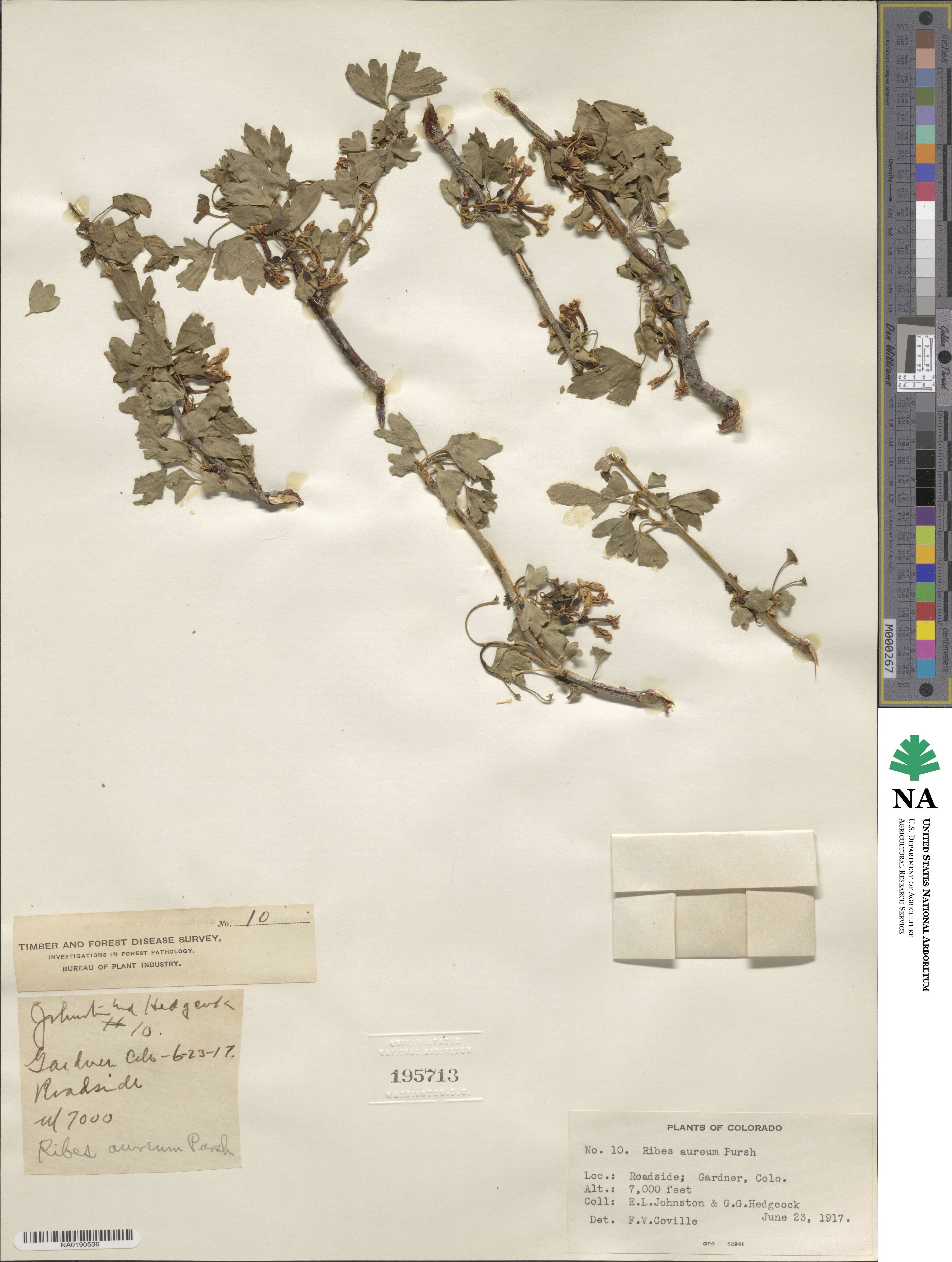 Ribes image