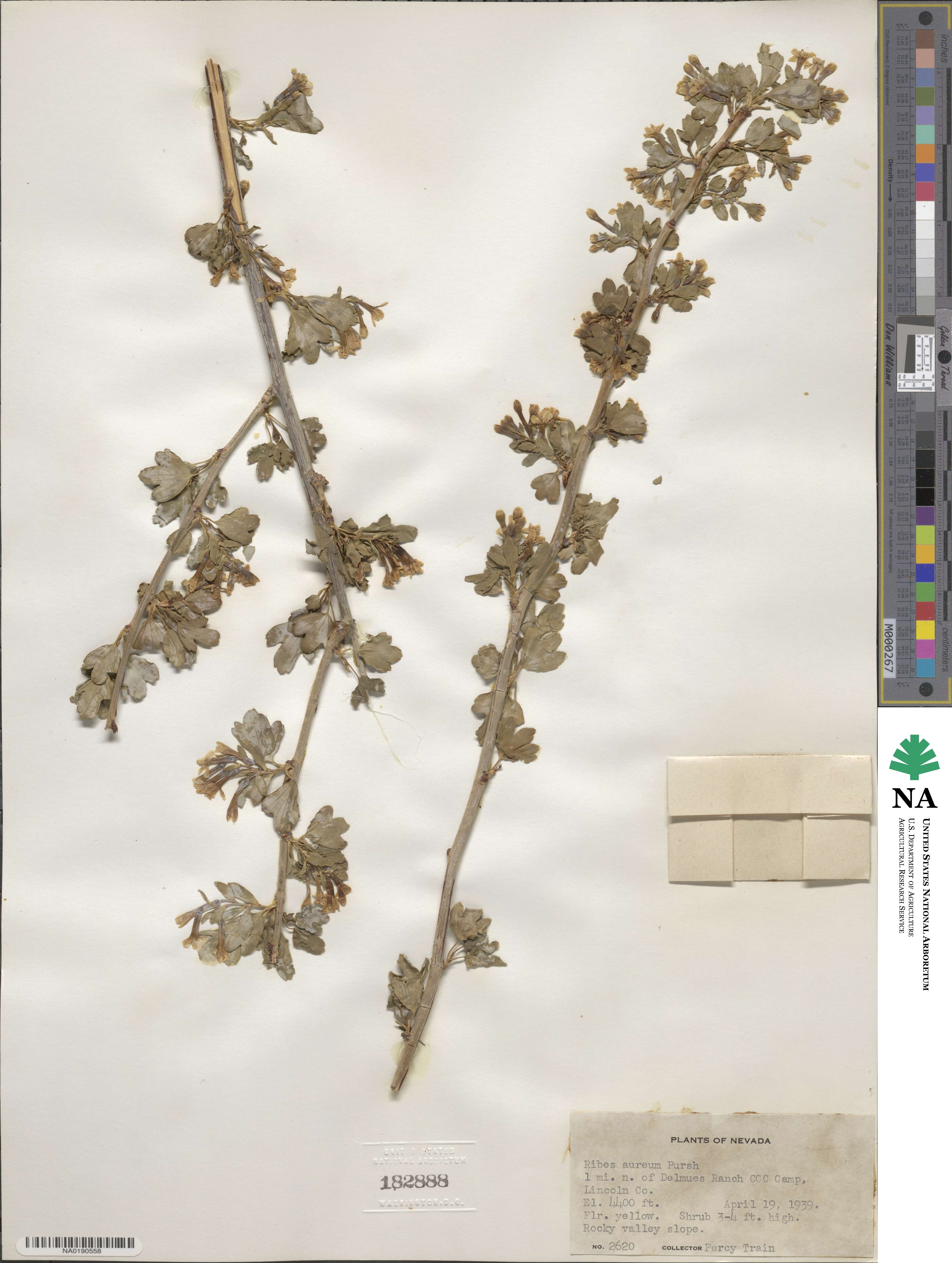 Ribes aureum image