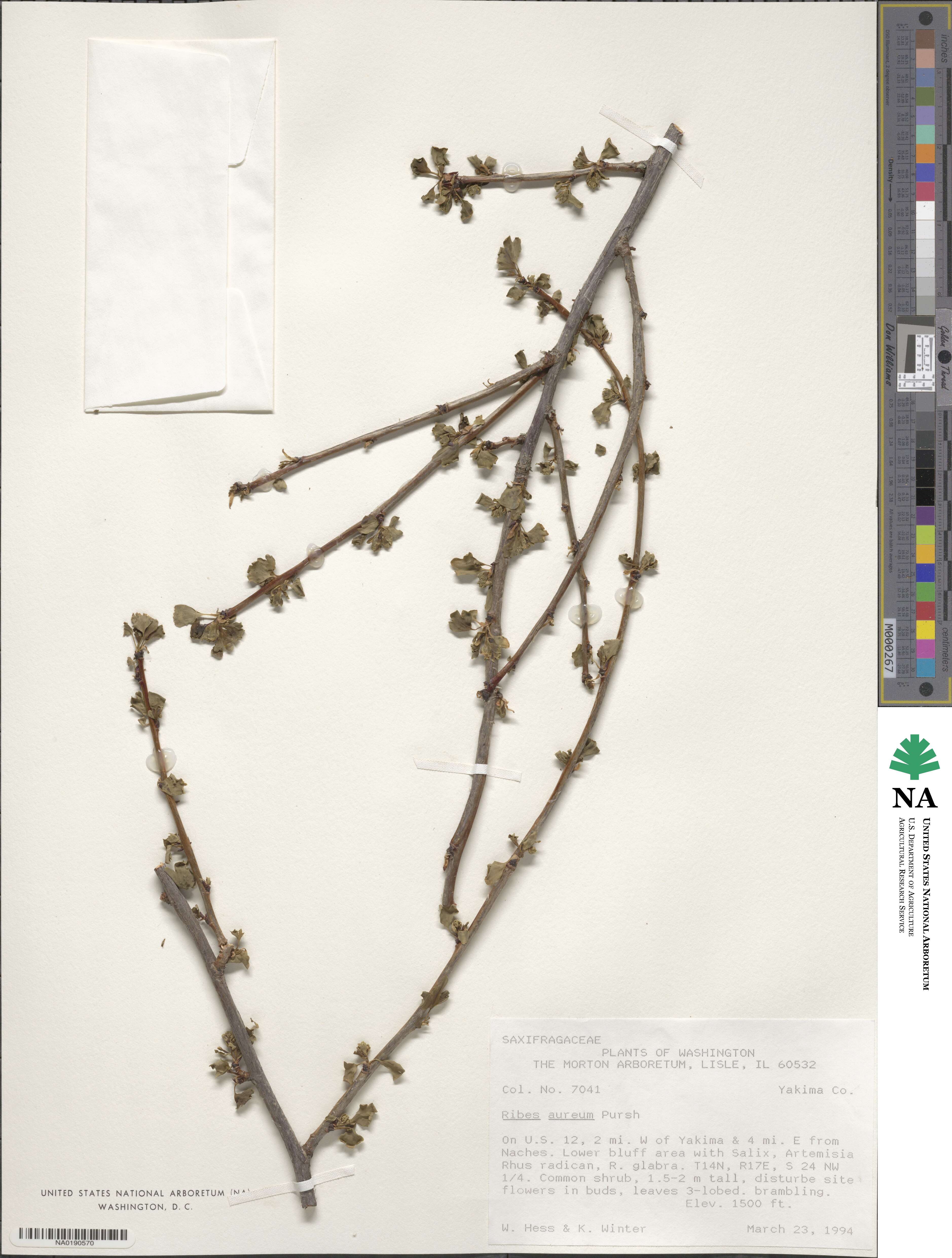 Ribes aureum image