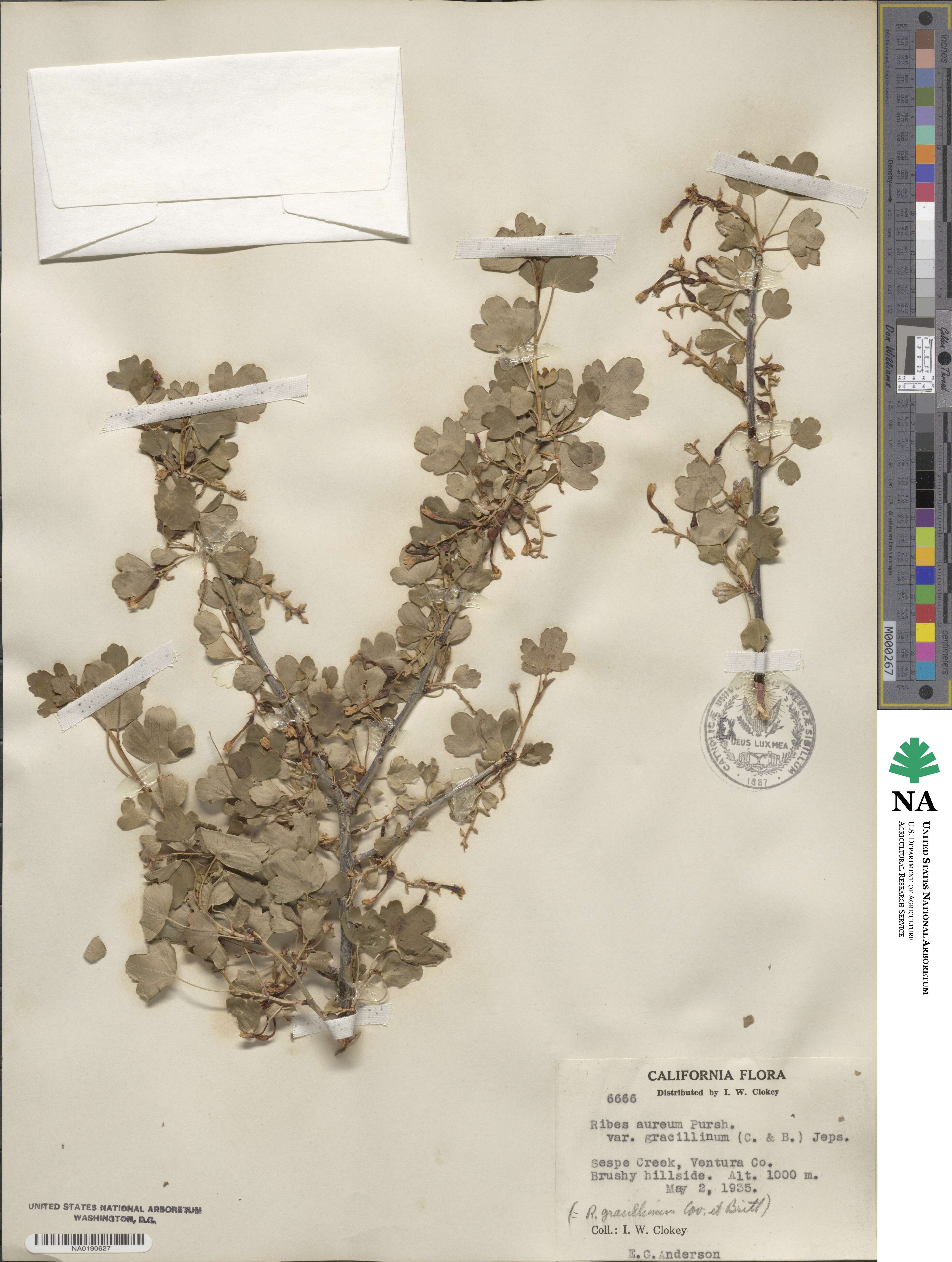 Ribes aureum image