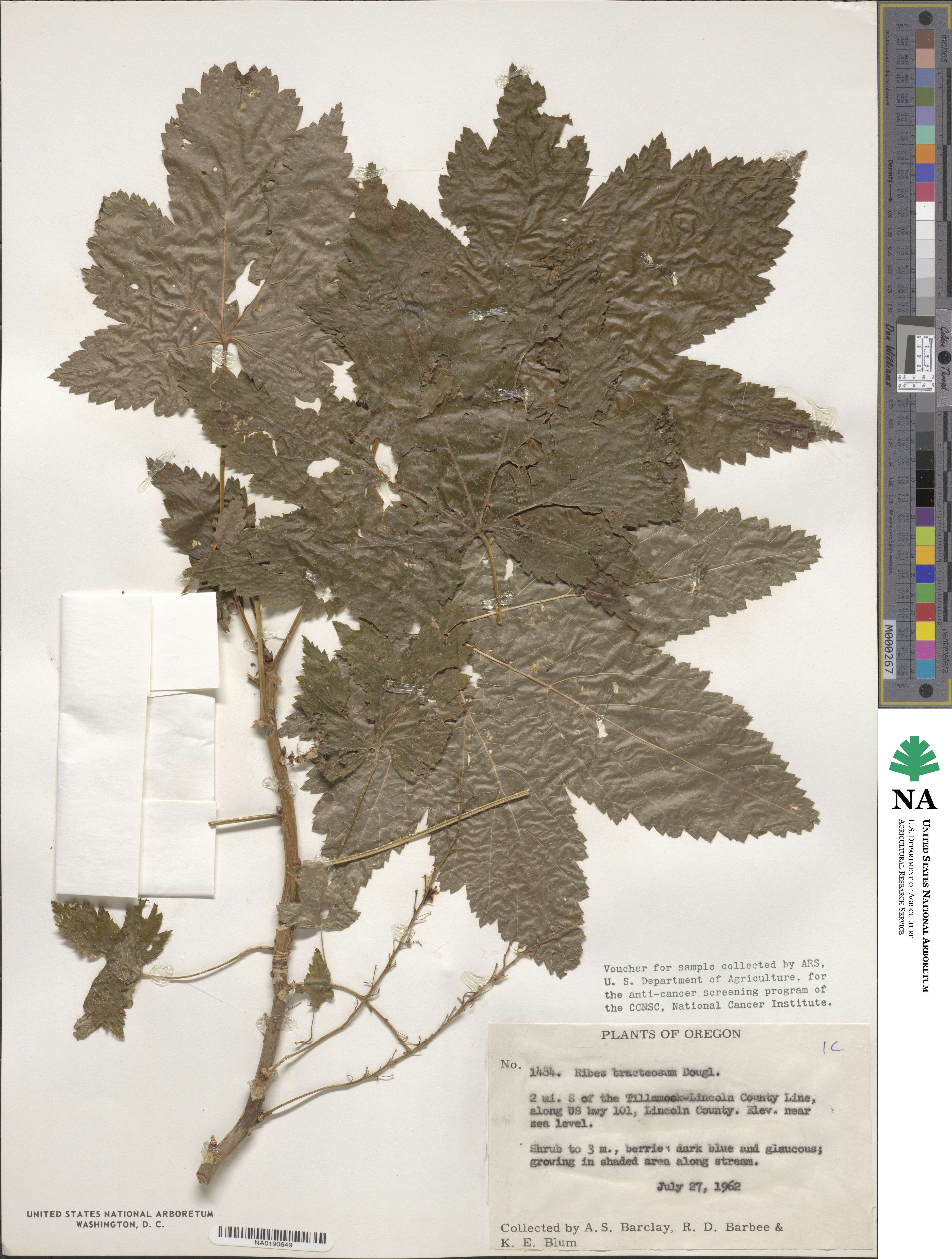 Ribes bracteosum image