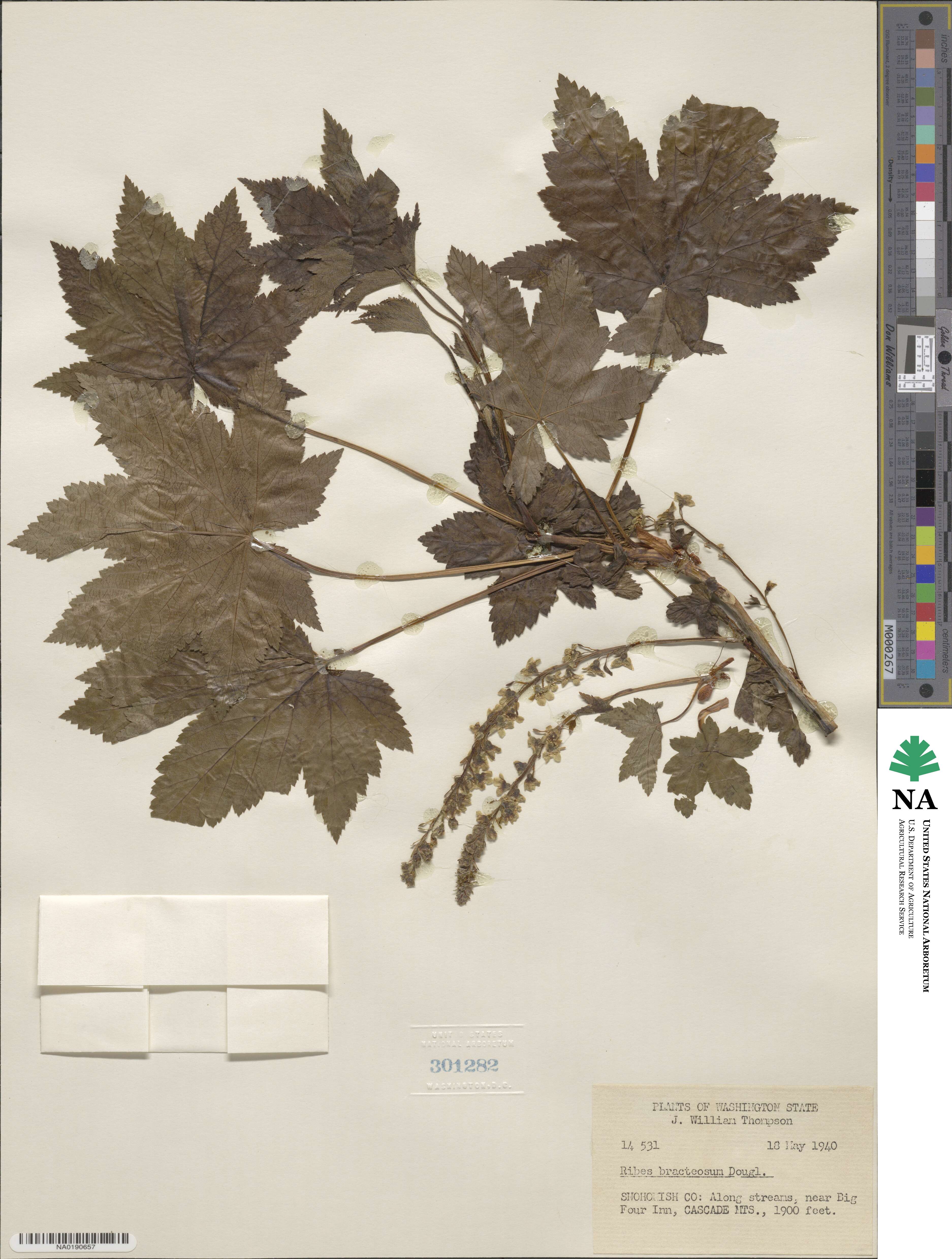 Ribes bracteosum image