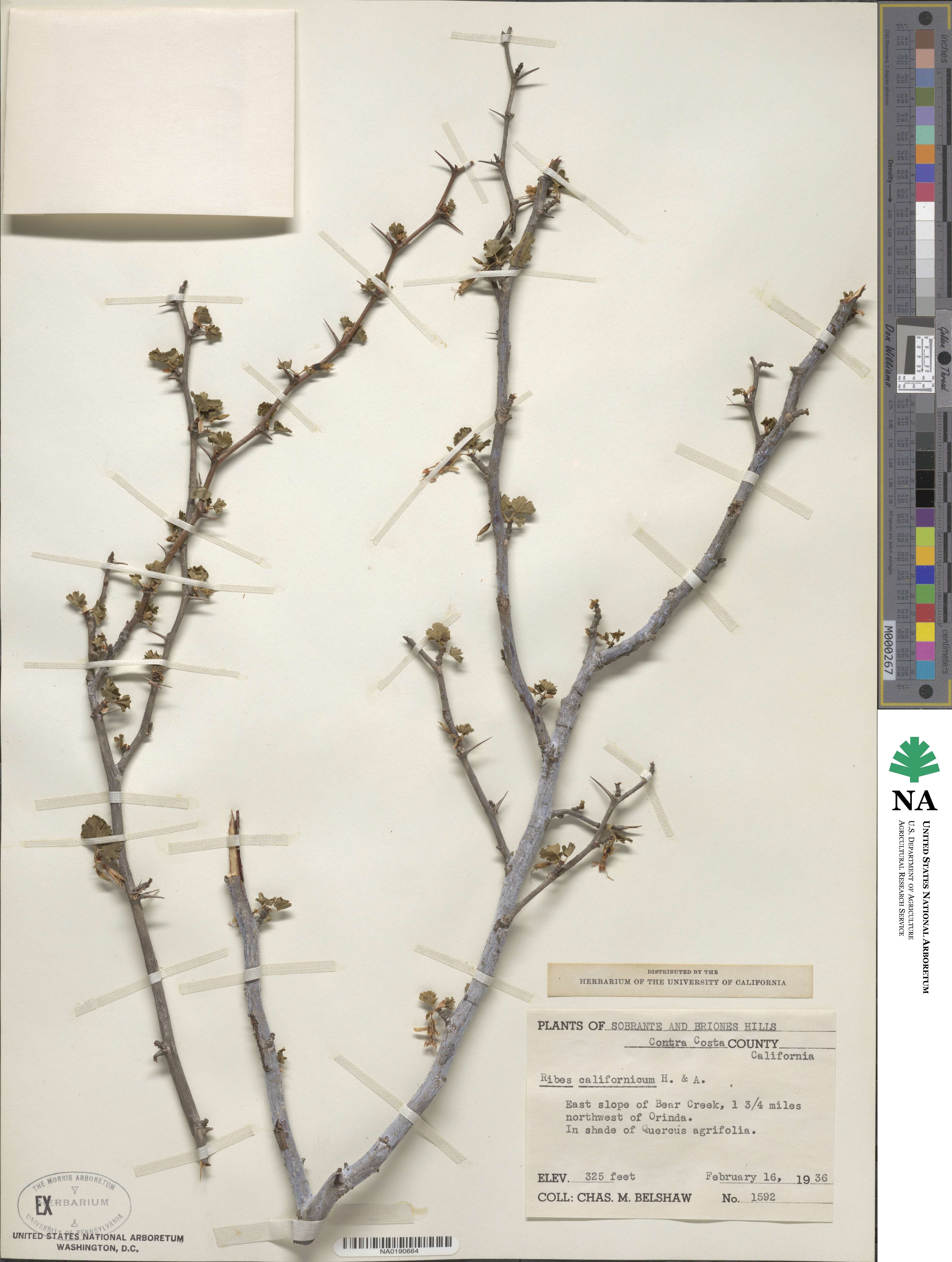 Ribes californicum image