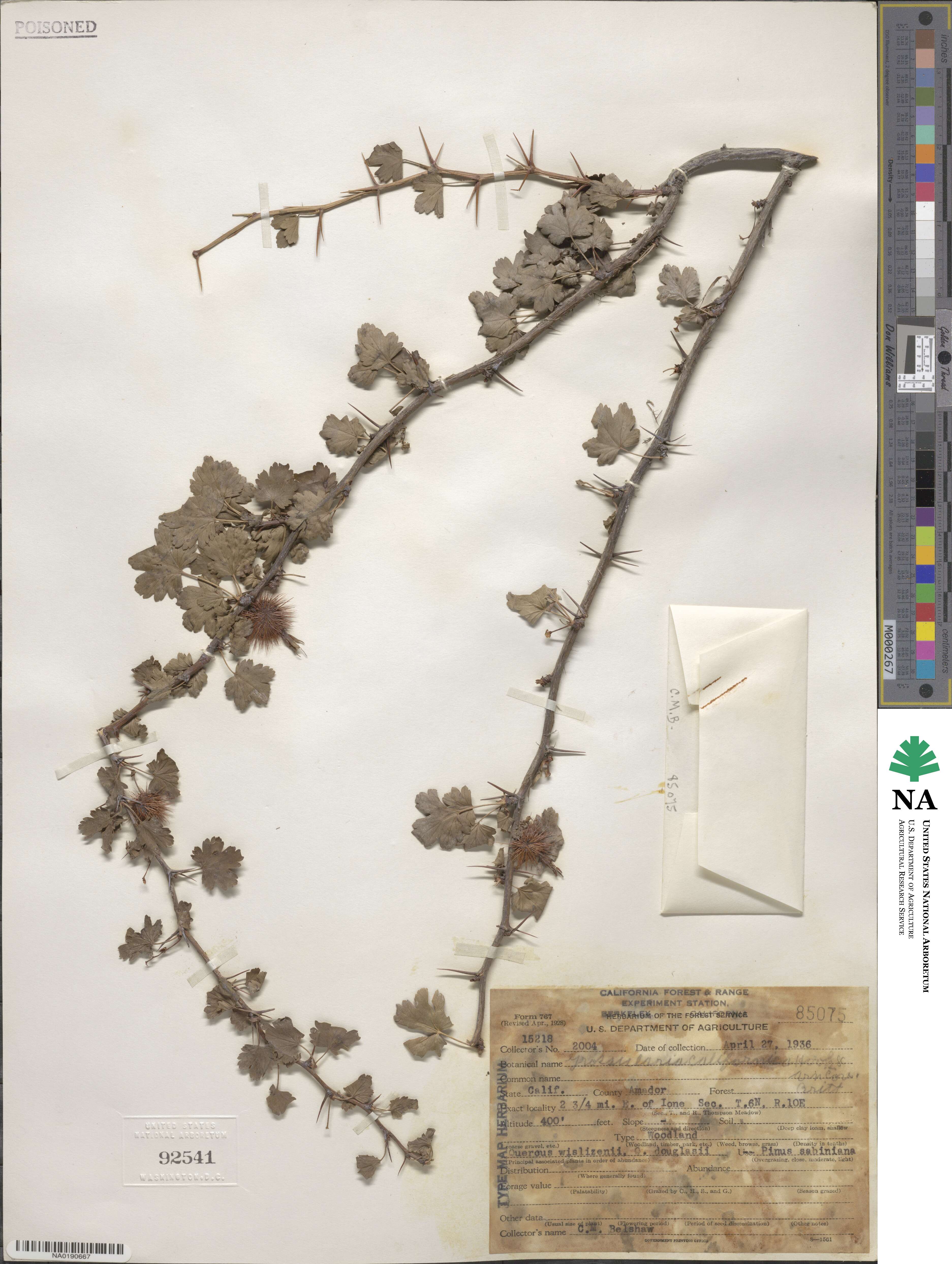 Ribes californicum image