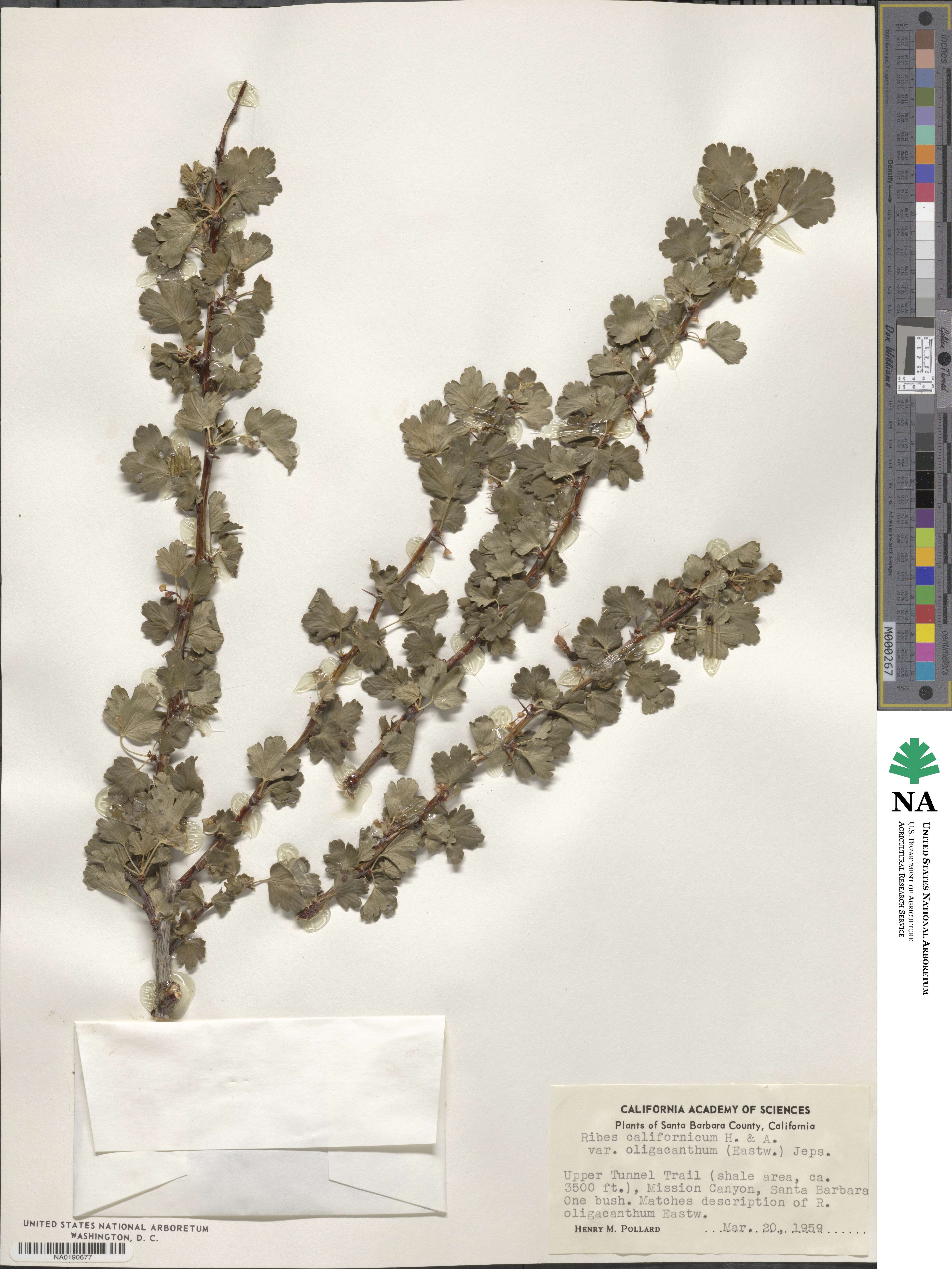 Ribes californicum subsp. californicum image