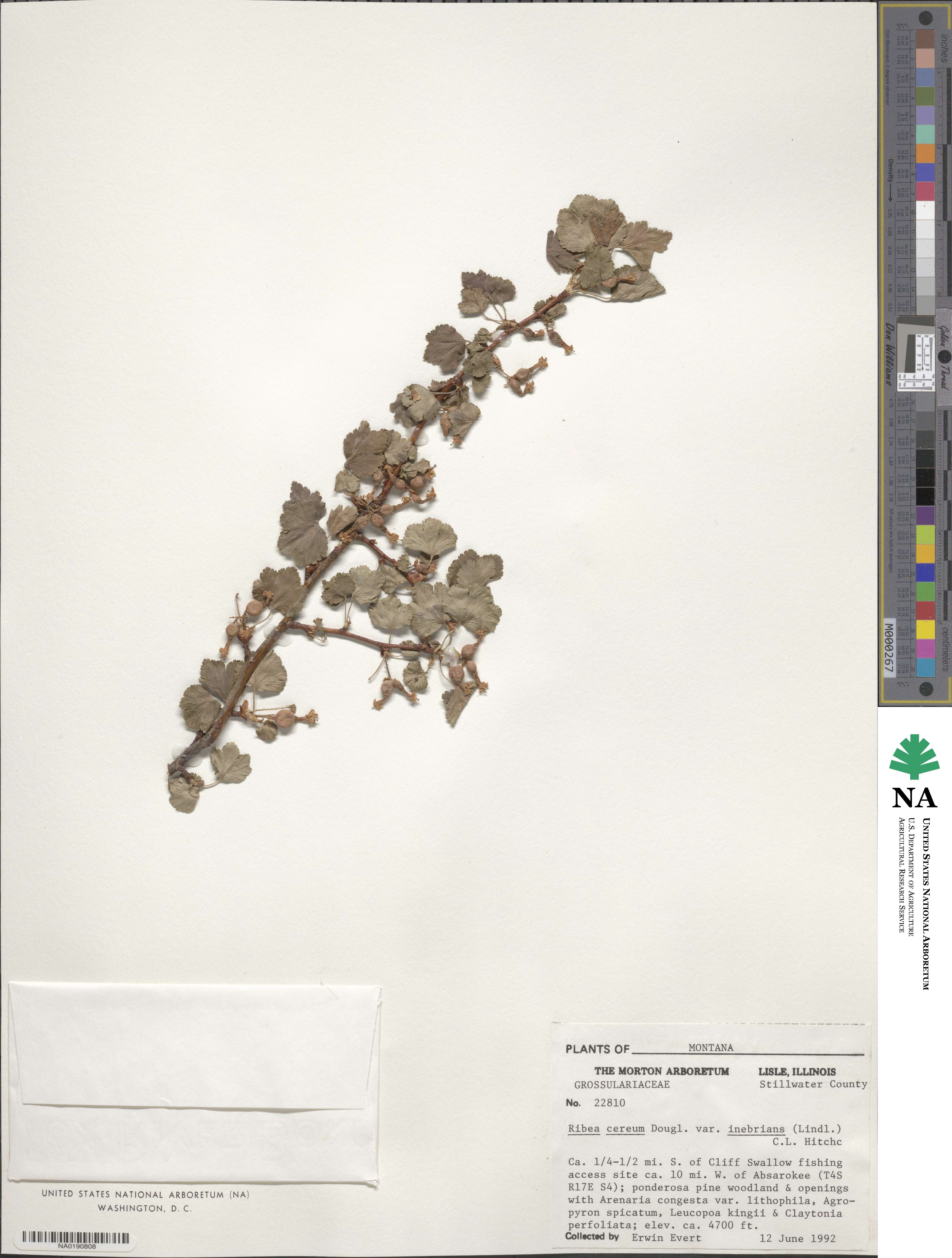 Ribes cereum image