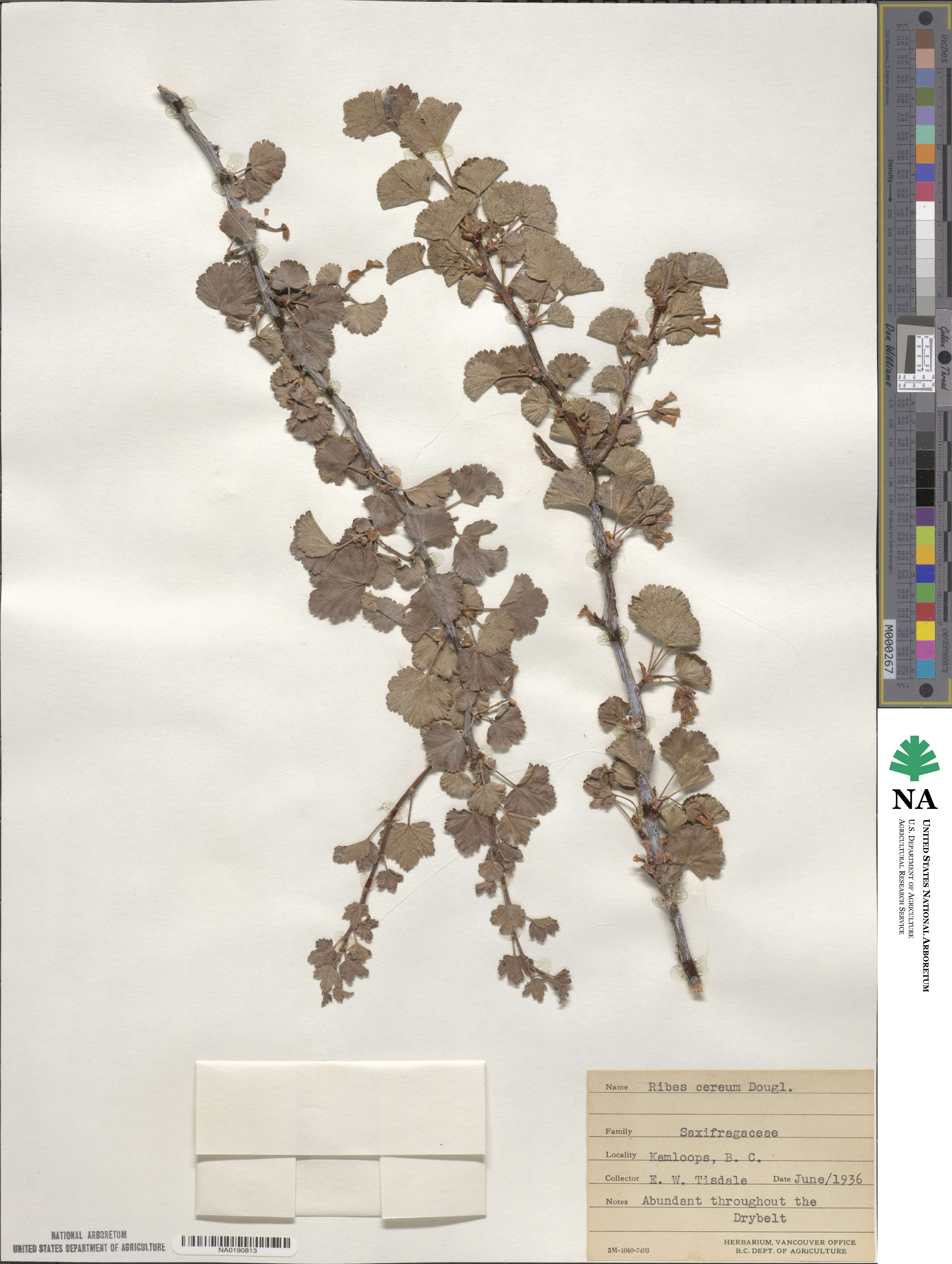 Ribes cereum image