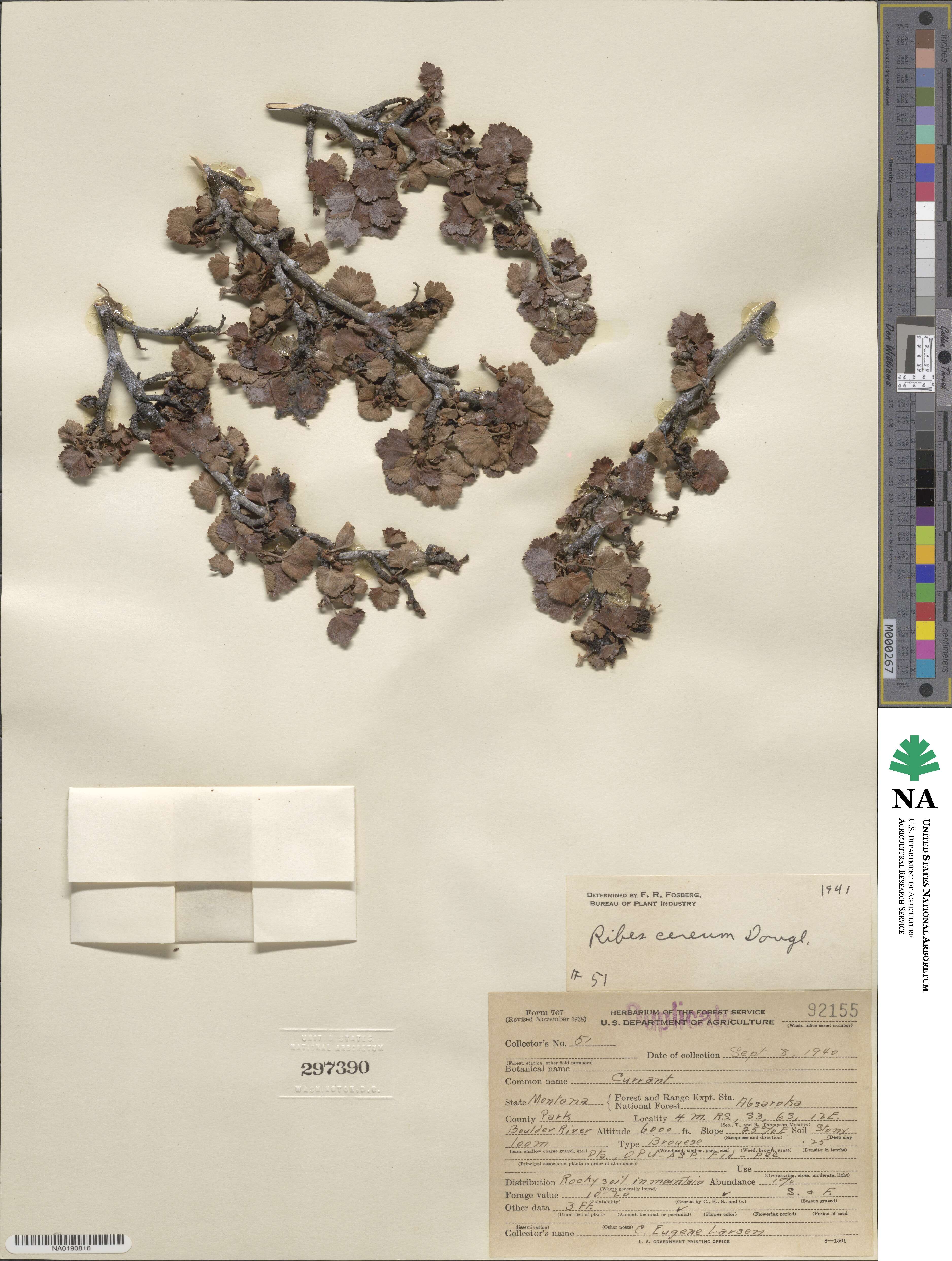 Ribes cereum image
