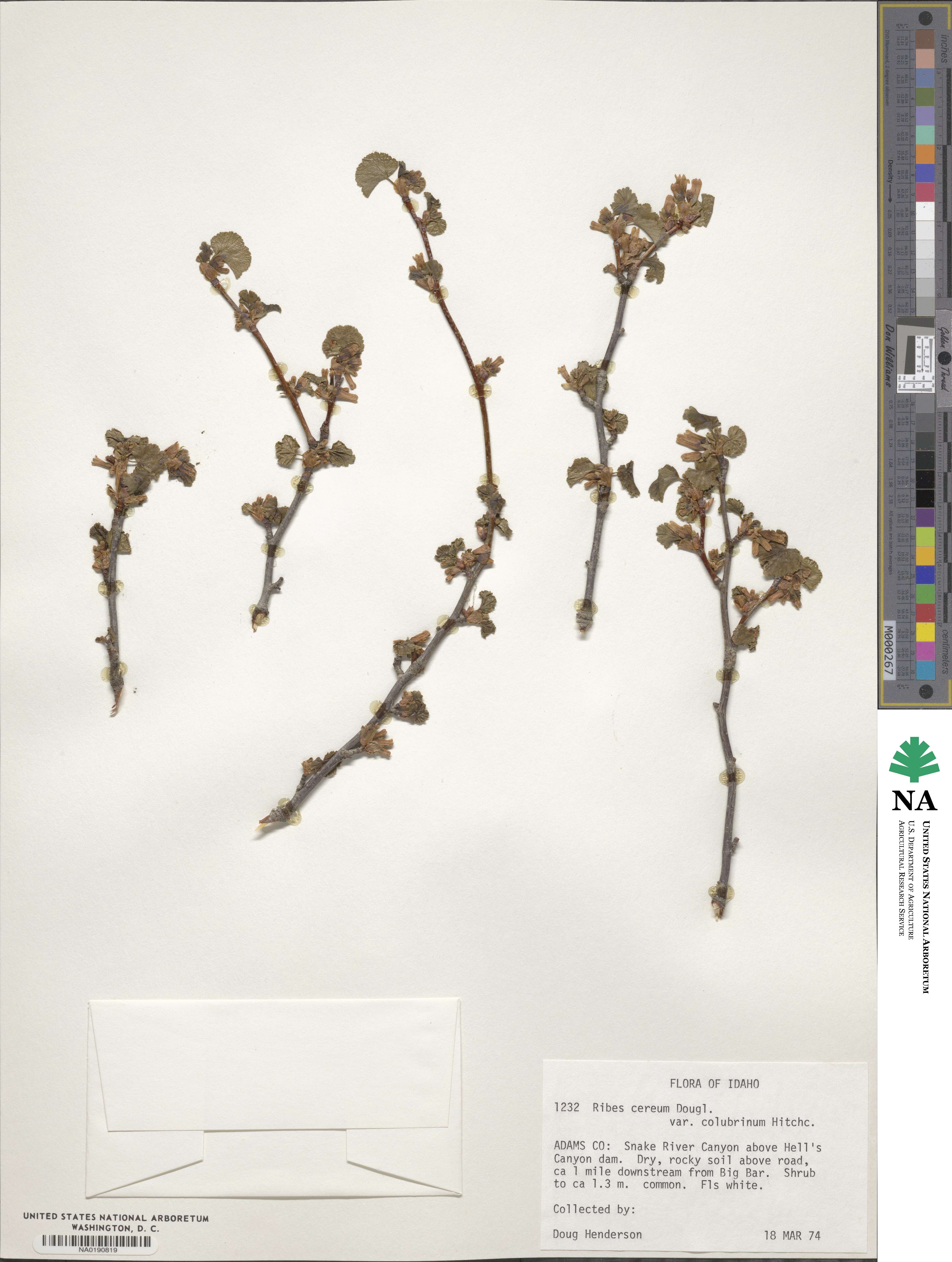 Ribes cereum var. colubrinum image