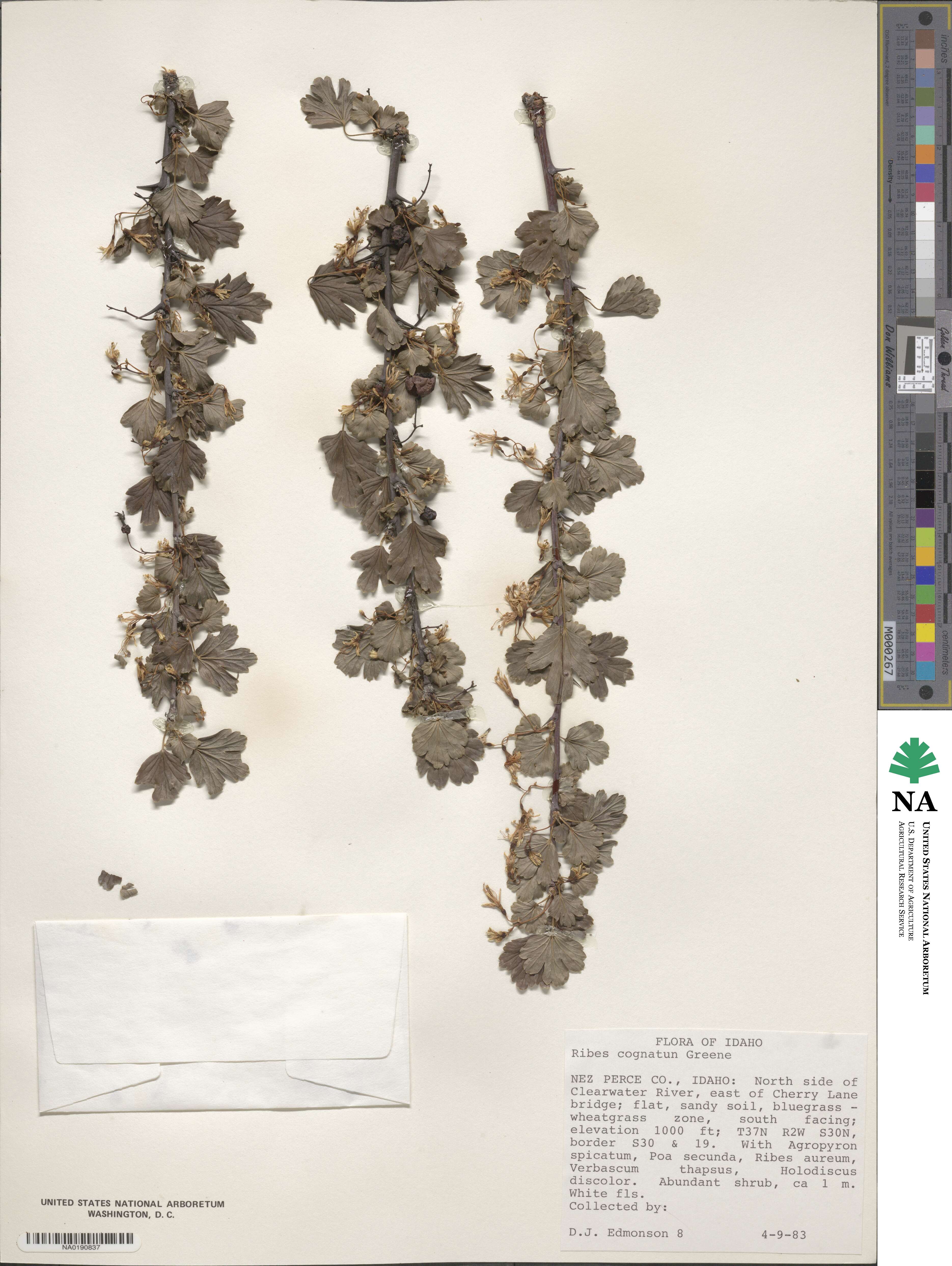 Ribes oxyacanthoides subsp. cognatum image