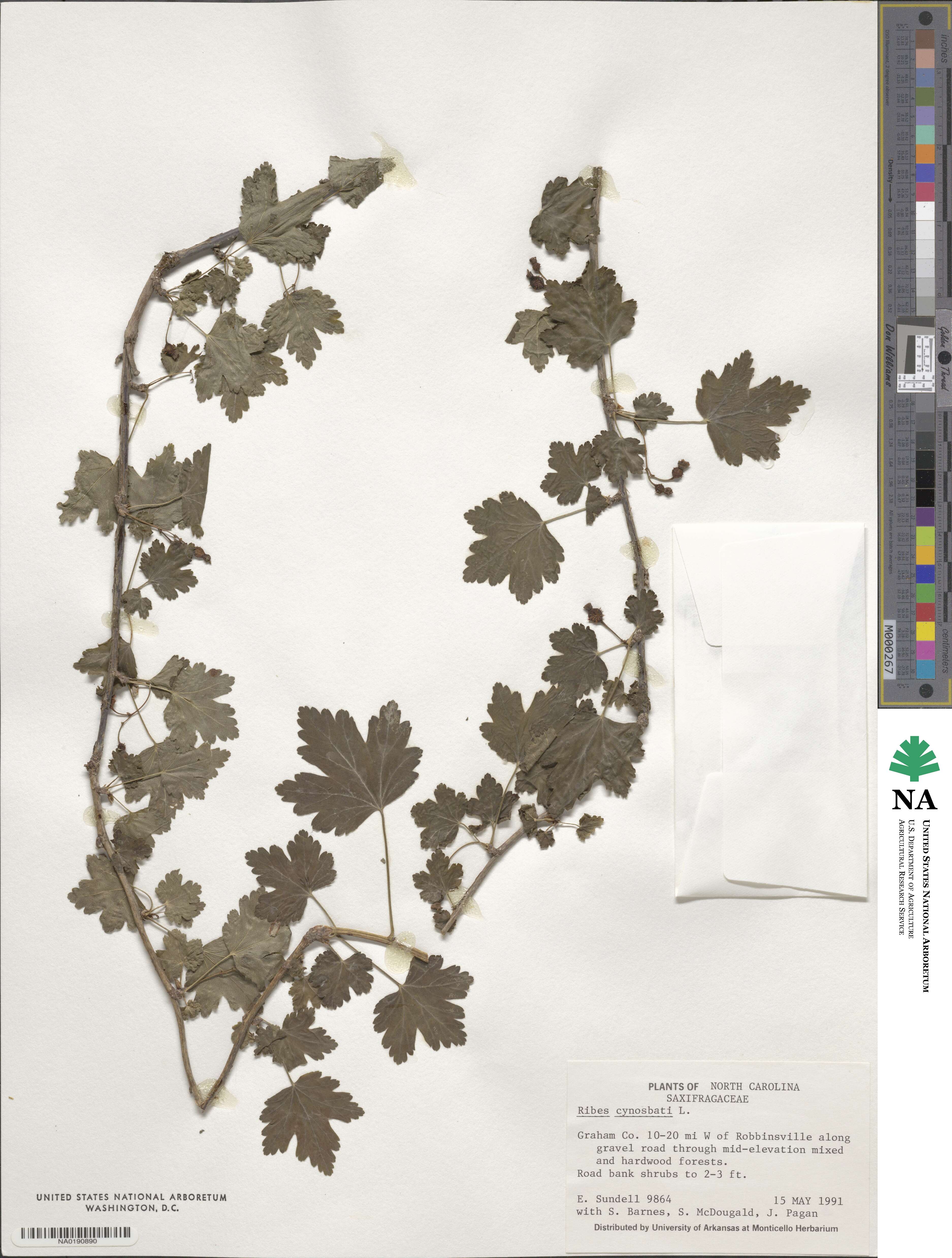 Ribes cynosbati image