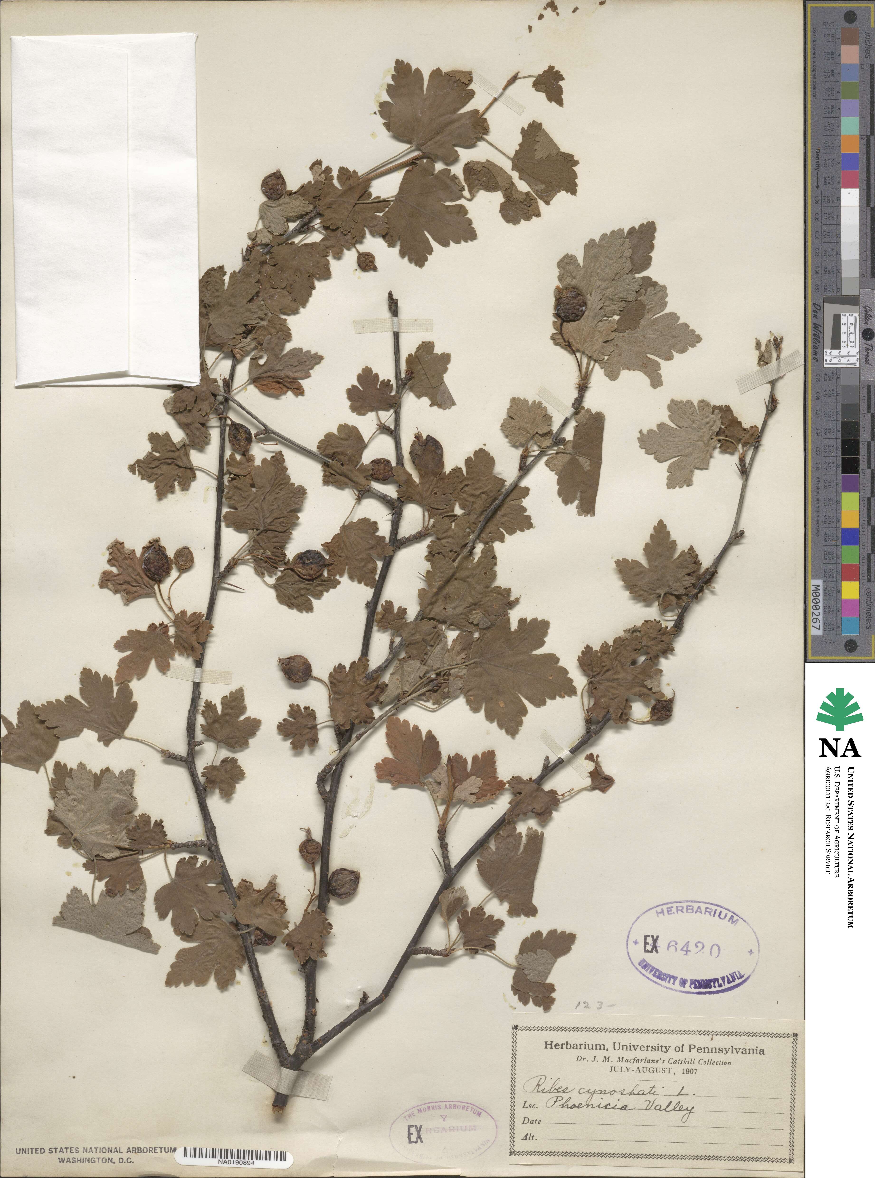 Ribes cynosbati image