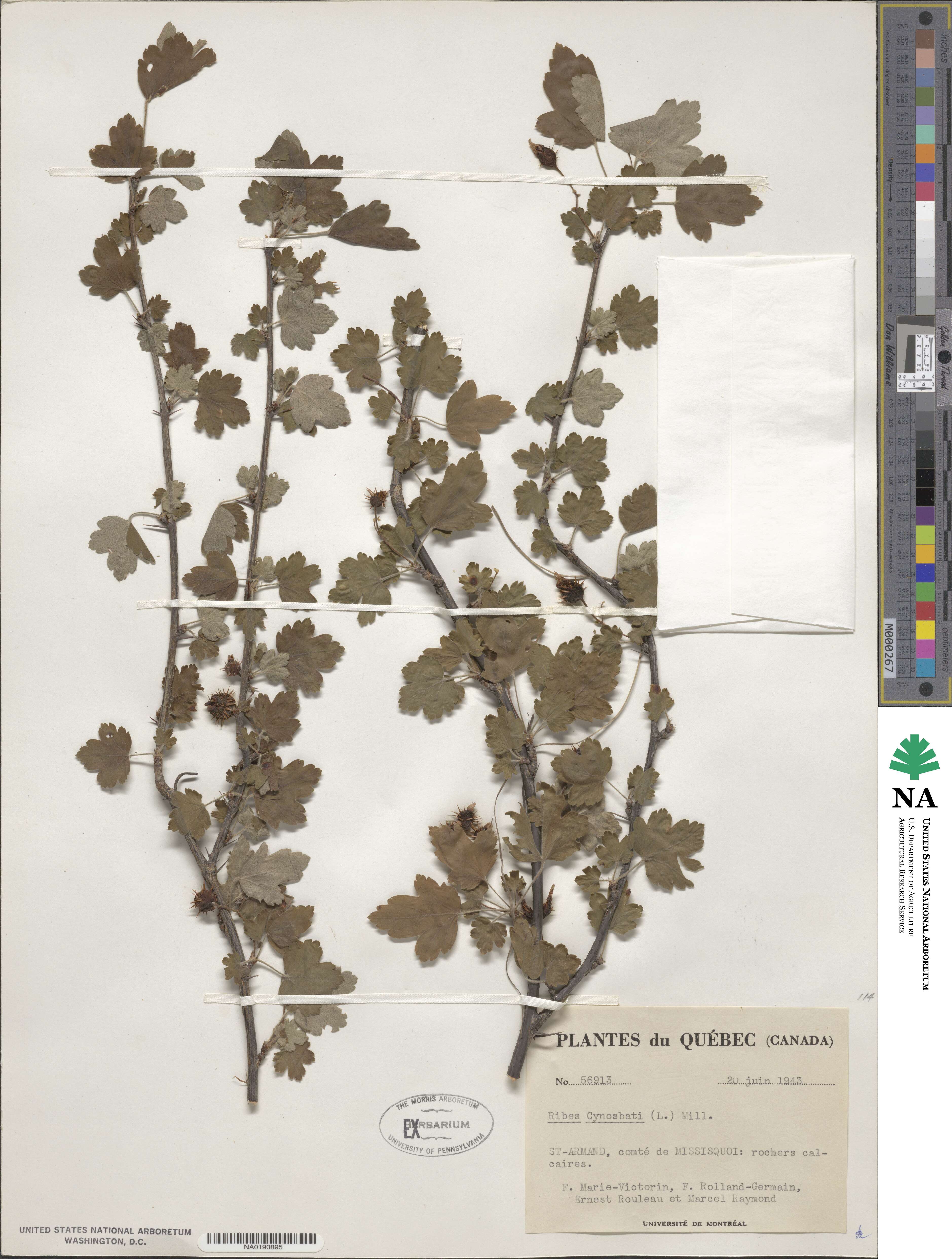 Ribes cynosbati image