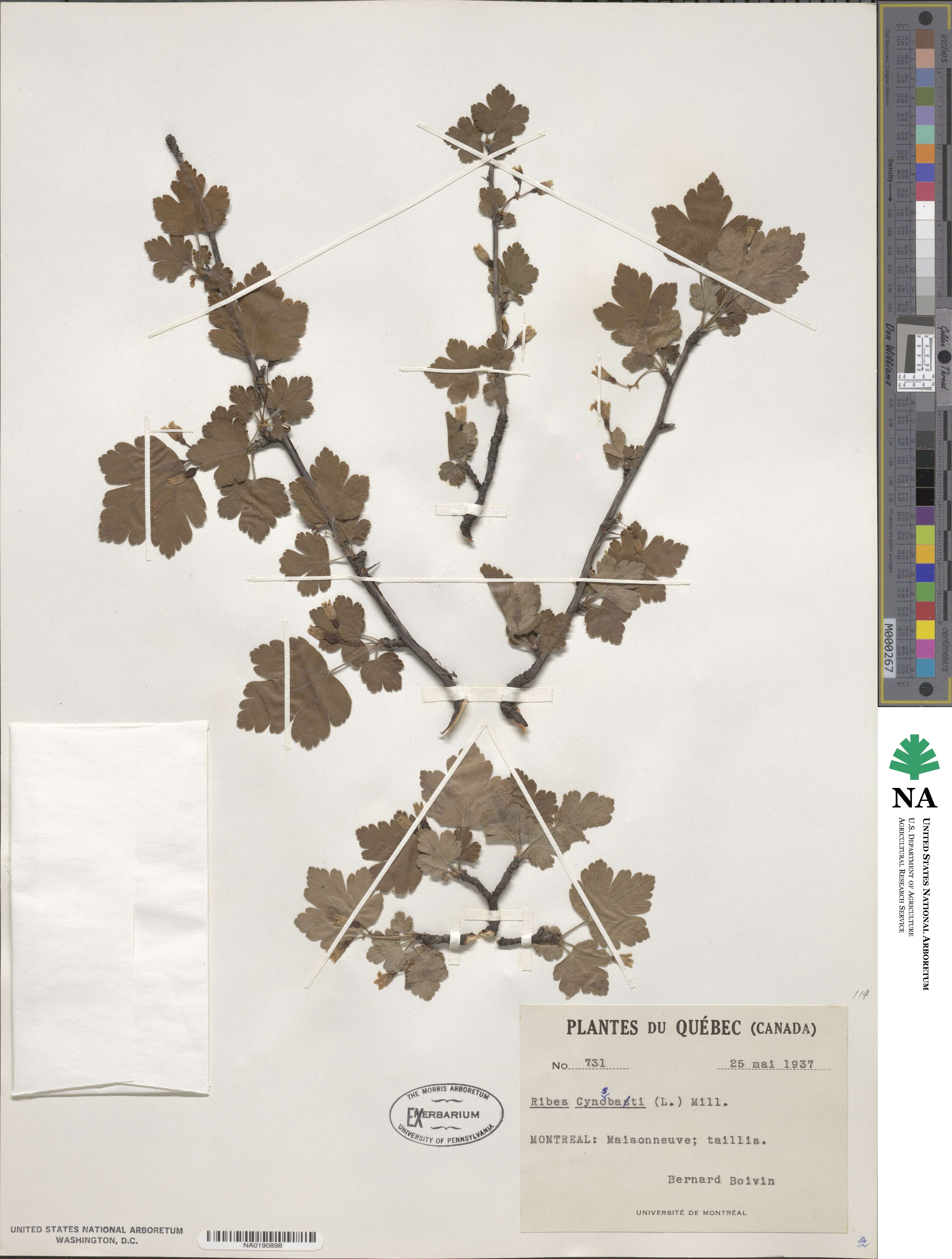 Ribes cynosbati image