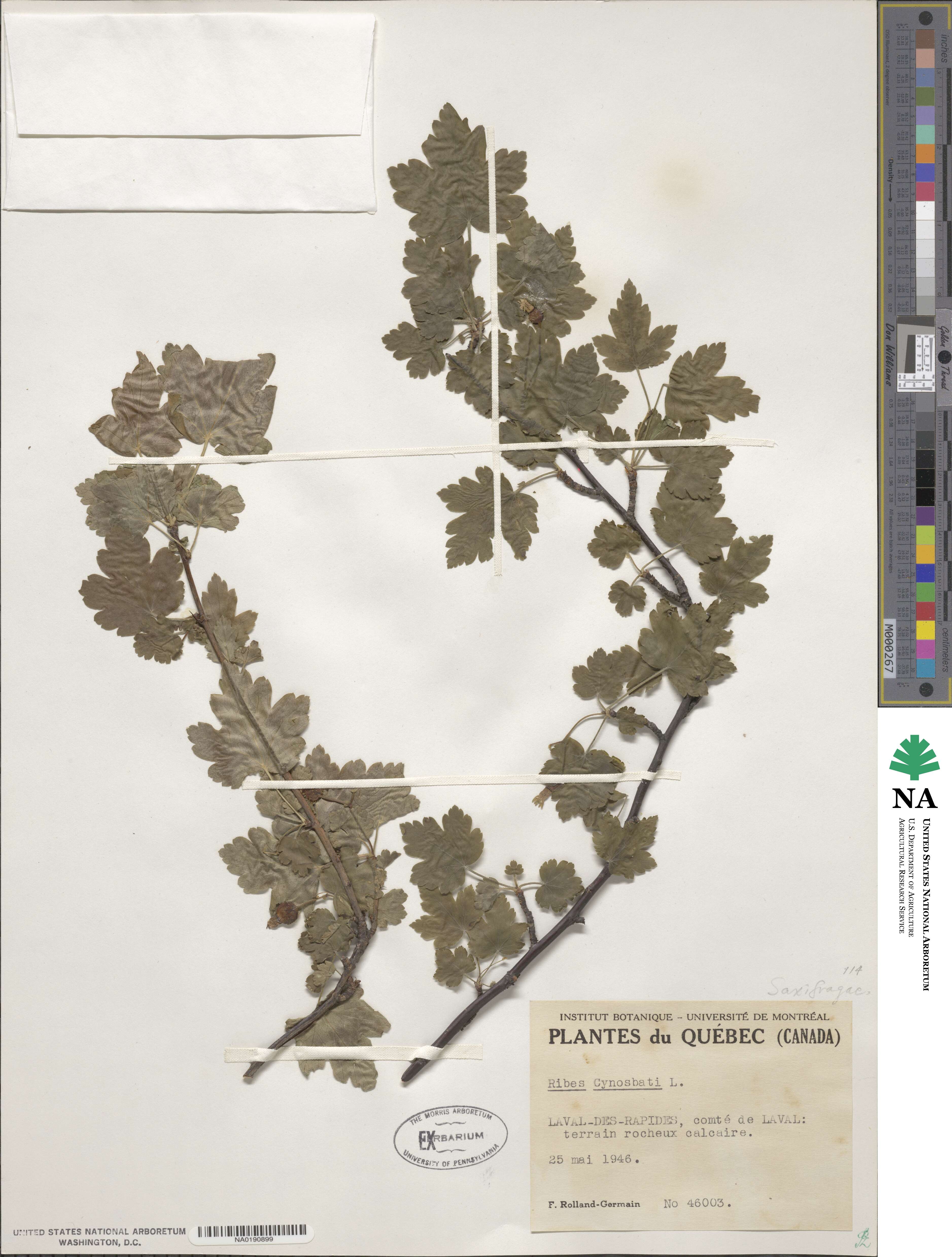 Ribes cynosbati image