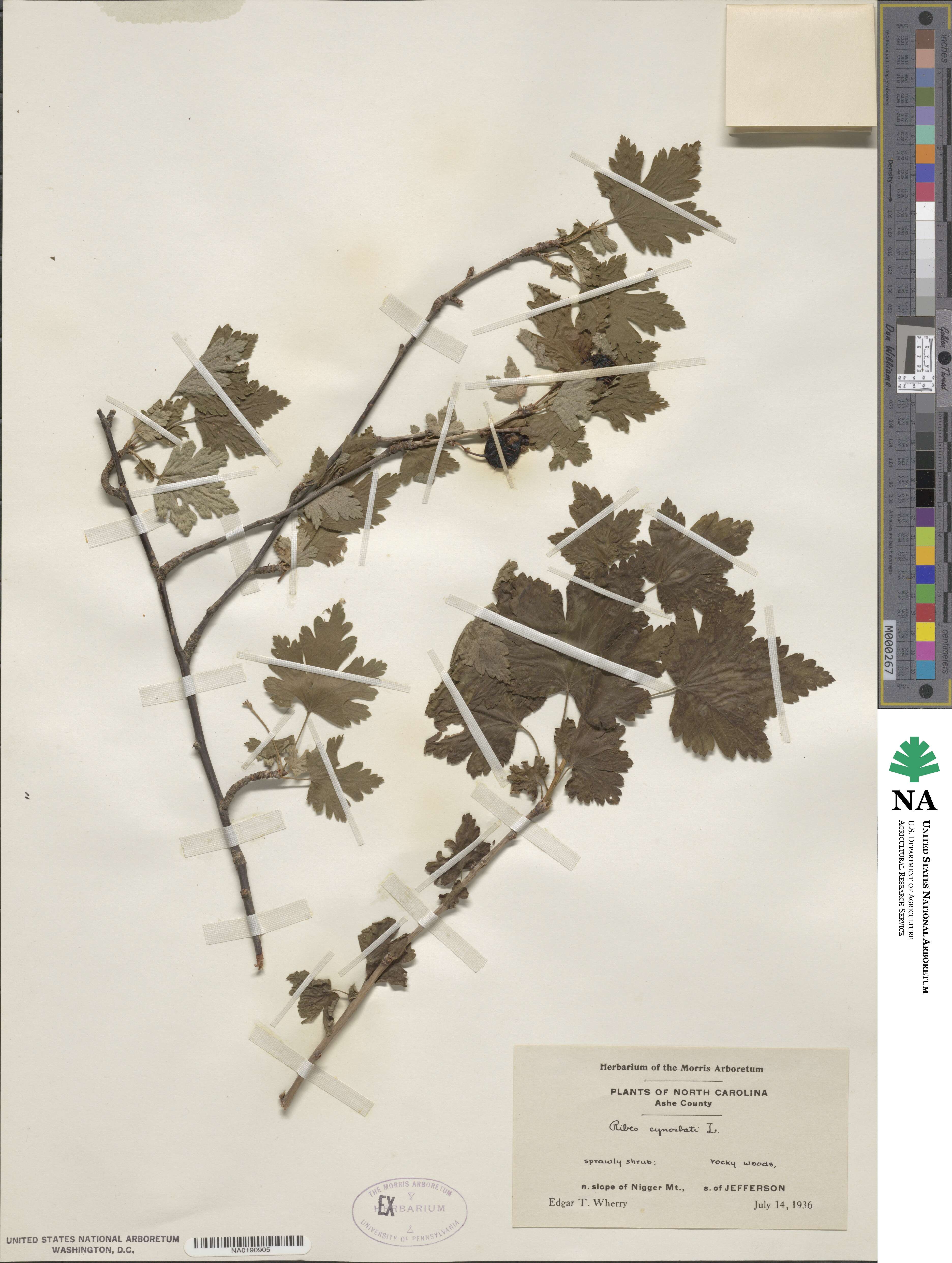 Ribes cynosbati image